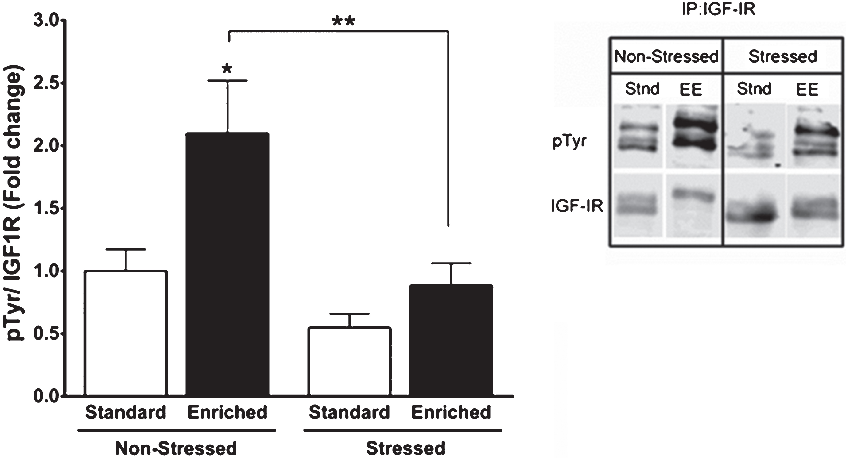 Stress reduces IGF-I signaling in brain. C57BL/6 mice were exposed to a predator (a rat) or a sham predator (a toy rat) for 10 minutes. An environmental enrichment (EE) protocol was used 24 hours later in half of the animals to increase the entrance of IGF-I into the brain [69], while the rest stayed at their home cages (Stand: standard housing). After 2 hours of EE, animals where sacrificed and their hippocampi collected to determine levels of phosphorylated IGF-I receptor. Both the enrichment and the immunoprecipitation + western blot protocols were performed as described [194].