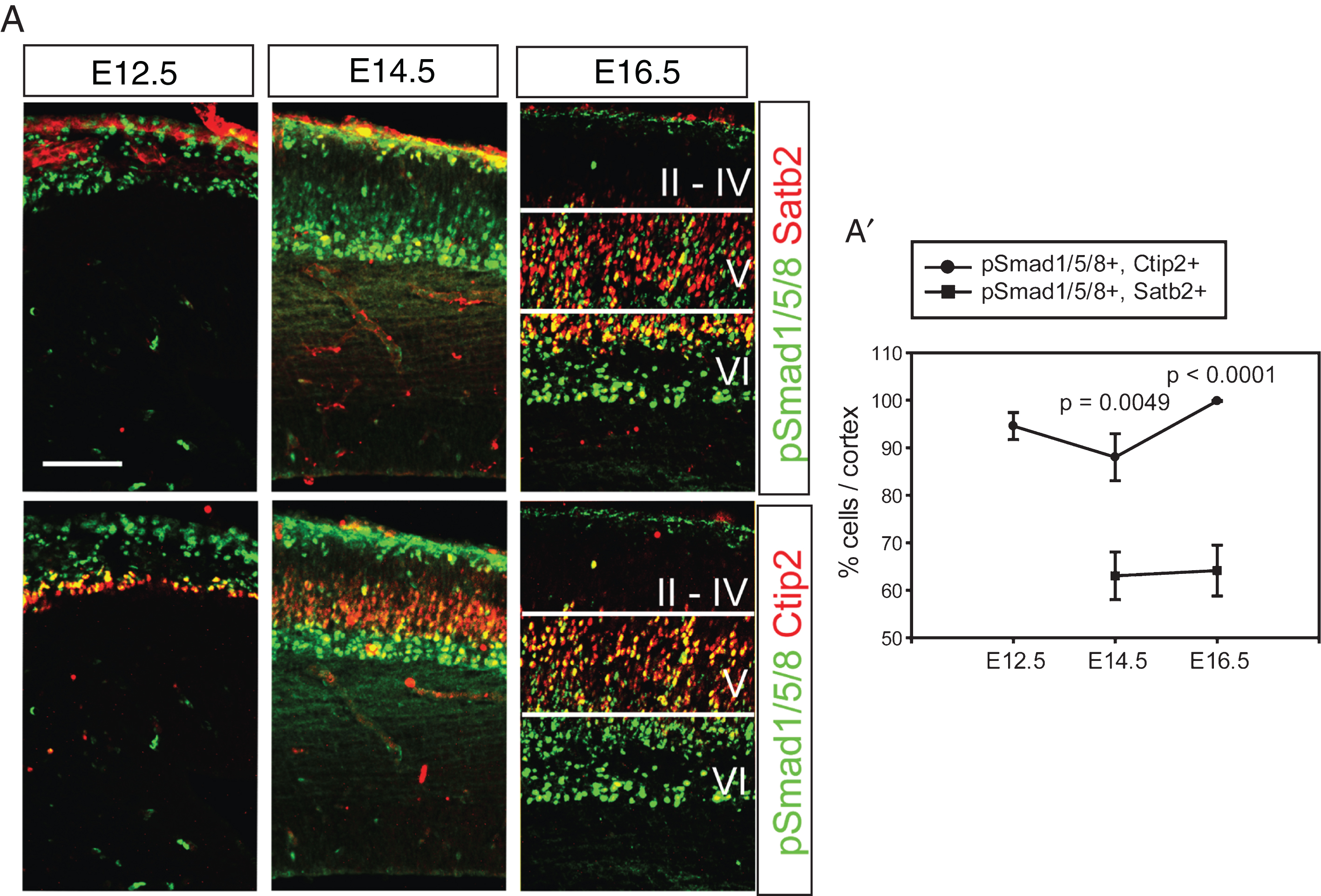 Activation of Bmp signaling in the postmitotic cortical neurons. A) Double staining of pSmad1/5/8 and Satb2 or Ctip2 during cortical neurogenesis. The same section was used to triple label pSmad1/5/8, Satb2 and Ctip2, and separate images are presented to show Satb2- and Ctip2-expressing neurons (red) in the presence of the same pSmad1/5/8 signals (green) in a tissue. A’) Double-stained cells were plotted. Error bars represent the SEM. Student’s t-test was conducted to determine the statistical significance of the difference between pSmad1/5/8+;Ctip2+ and pSmad1/5/8+; Satb2+ n = 3). Scale bars = 100 μm.