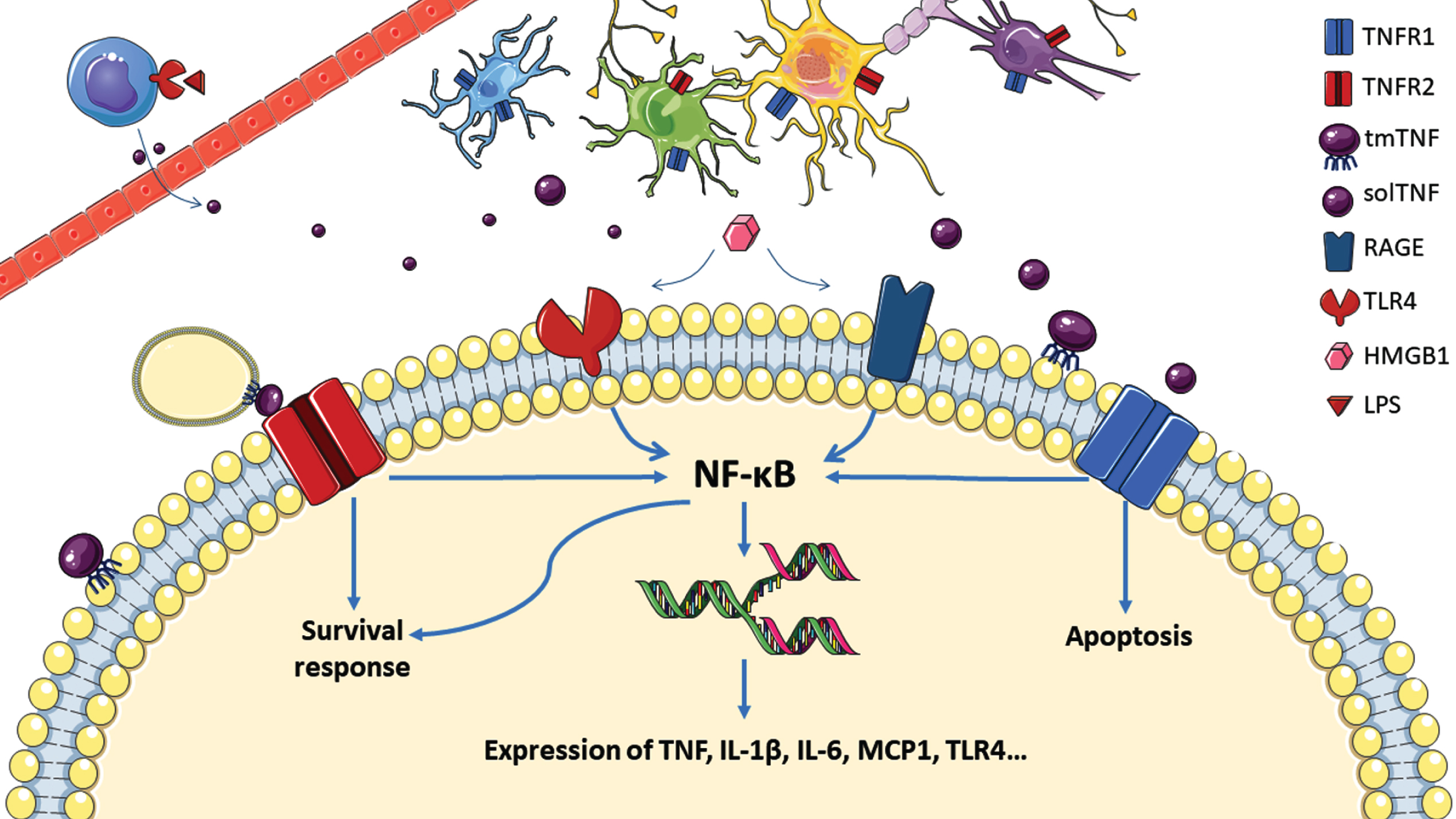 Overview of TNF signalling after alcohol consumption within a neuron. Peripheral immune cells release TNF following binding of lipopolysaccharide (LPS) through toll like receptor 4 (TLR4), which crosses the blood brain barrier (top left) to stimulate TNFR1 signalling and NF-κB translocation to the nucleus for transcription of TNF and other cytokines. High motility group box 1 (HMGB-1) also activates NF-κB through receptor for advanced glycation end products (RAGE) and toll like receptor 4 (TLR4). Microglia (blue), astrocytes (green), neurons (yellow) and oligodendrocytes (purple) are represented here with their respective TNF receptors.