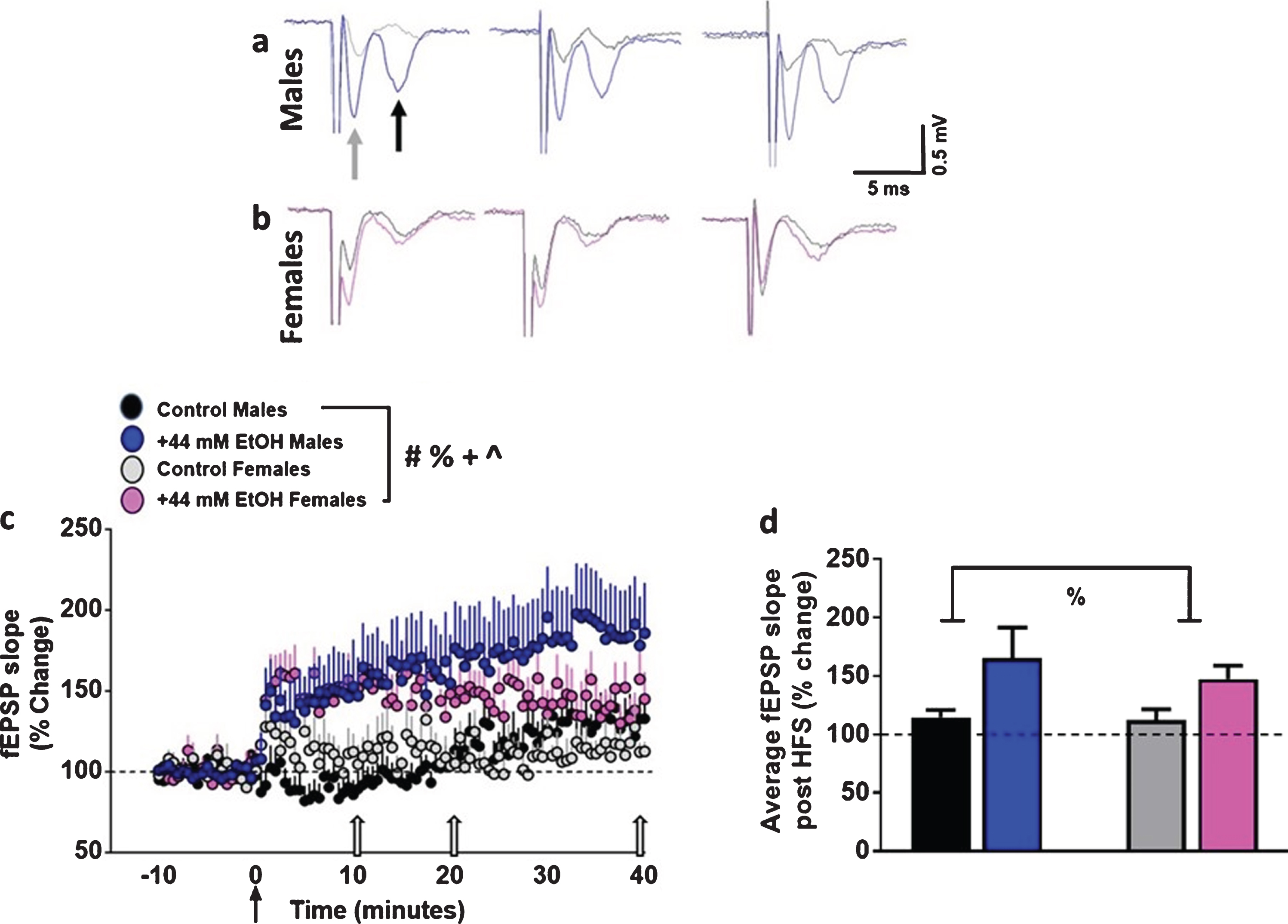 Ex vivo ethanol exposure facilitates the induction of LTP in dorsomedial striatal synapses in adult male and female rats. (a-b) Representative fEPSP waveforms from males (a) and females (b) from various time points post HFS from the same recordings. Gray arrow in the first trace from males points to fiber volley and black arrow points to fEPSPs. Traces were obtained after HFS at 10, 20 and 40 minutes (indicated as open arrows in (c)) timeframe from all groups. Control males, black; EtOH males, blue; control females, gray; EtOH females, pink. Note that the slope of the fEPSPs (the second downward waveform) increases after HFS in EtOH-treated slices versus vehicle control condition in male and female rats. (c) x-y graph of time course of fEPSPs before and after HFS in all groups. Arrow in (c) at zero points to the time of HFS. (d) Average fEPSP slope of each experimental group post HFS (0 to 40 minutes). Data are represented as mean±S.E.M. Number of slices: n = 11 control male, n = 13 EtOH male, n = 8 control female, n = 8 EtOH female. #p < 0.05 significant interaction, %p < 0.05 main effect of EtOH, +p < 0.05 main effect of sex, ∧p < 0.05 main effect of time by three-way or two-way ANOVA.