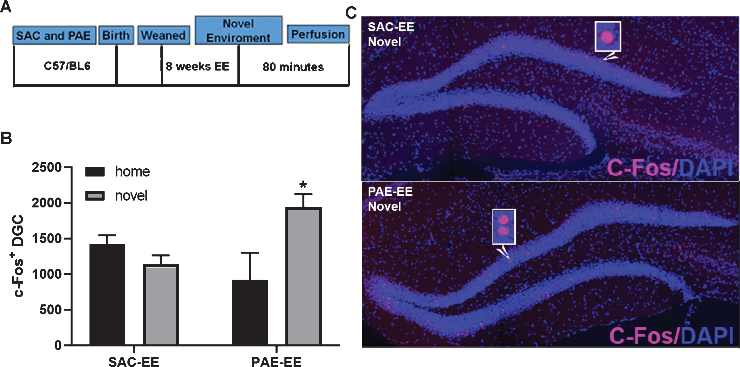 PAE-EE mice display broadened novelty-induced c-Fos expression within the dentate gyrus compared to SAC-EE mice. A. Experimental timeline. SAC and PAE C57Bl6/J mice were exposed to EE housing conditions for 8 weeks (SAC-EE and PAE-EE). Mice were then exposed to a novel environment for 30 minutes and sacrificed 80 minutes following return to home cage. SAC-EE and PAE-EE mice not exposed to novelty remained in home cage until sacrifice and served as controls. B. c-Fos immunofluorescence. Representative confocal images of c-Fos immunoreactivity (pink) within dorsal dentate gyrus in SAC-EE and PAE-EE mice following exposure to novel environment. Histological sections were counterstained with DAPI nuclear dye (blue). C. Quantification of c-Fos+ nuclei within the suprapyramidal blade of the dorsal dentate gyrus across groups (mean±SEM). Two-way ANOVA statistics: alcohol treatment x novelty interaction [[F (1,21) = 10.03, p = 0.005]. Tukey’s post-hoc analysis revealed a significant impact of novelty on c-Fos+expression only in PAE-EE mice (*p = 0.01). Group n’s are as follows: SAC-EE home cage (n = 5 mice across 5 litters) and SAC-EE novelty (n = 7 mice across 7 litters); PAE-EE home cage (n = 5 mice across 5 litters) and PAE-EE novelty (n = 8 mice across 8 litters).