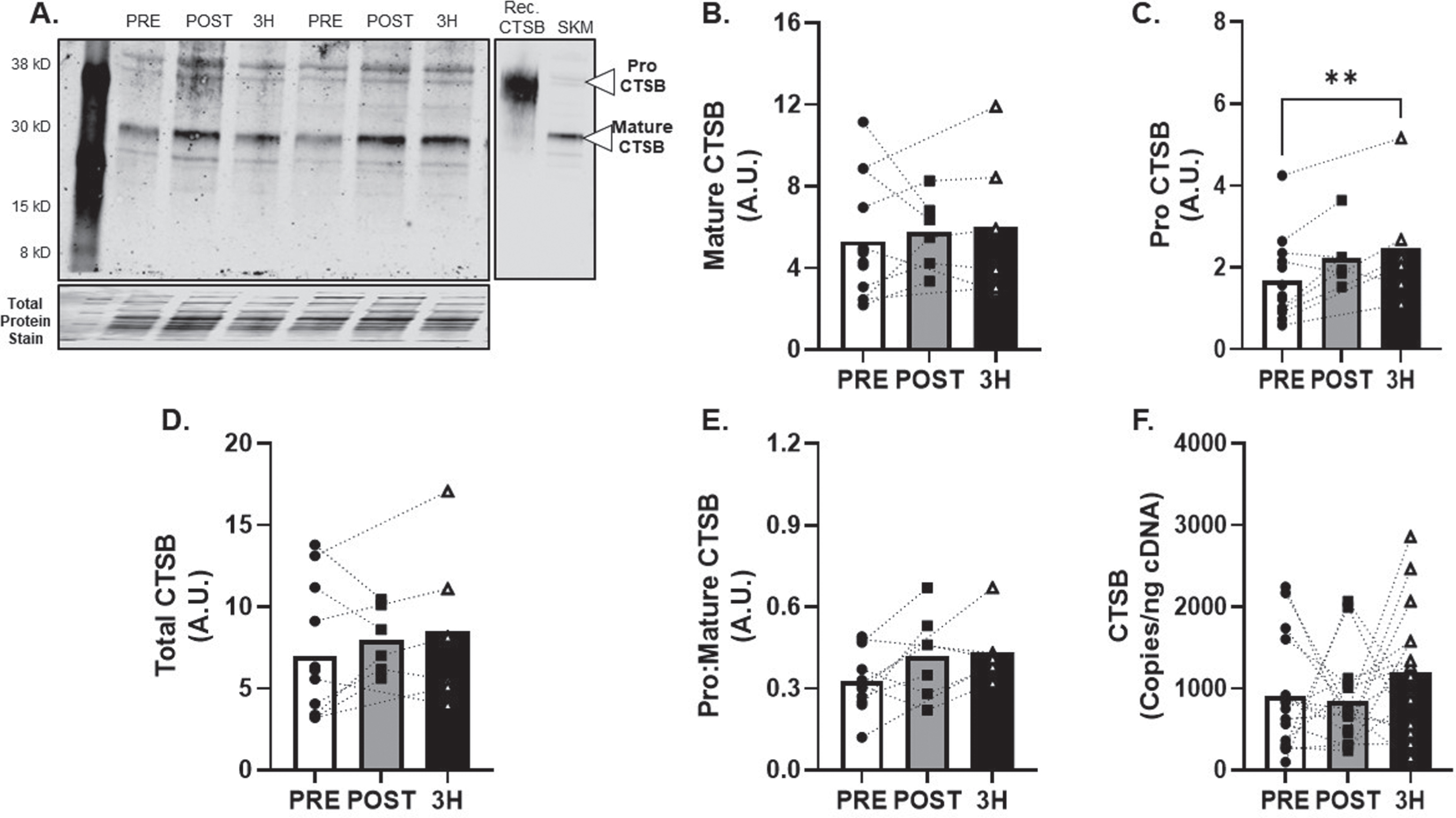 CTSB Skeletal Muscle Protein and Transcript Response to 80% Acute Aerobic Exercise. A) Representative western blot probing for CTSB before, 30-minutes post and 3-hours post 80% acute AE. All samples were normalized to total protein stain. Protein and transcript content of B) Mature CTSB protein, C) ProCTSB protein, D) Total CTSB protein and E) Pro:Mature CTSB protein ratio and F) CTSB transcript n = 15 (8M/7F). Mature CTSB is expected at 30 kD, ProCTSB is expected at 41 KD. All data are represented as mean±SEM. n = 13 PRE (7M/6F), n = 6 POST (5M/1F), and n = 6 3 h (4M/2F). *p < 0.05 vs PRE, **p < 0.01 vs PRE, #p < 0.05 main effect of time.