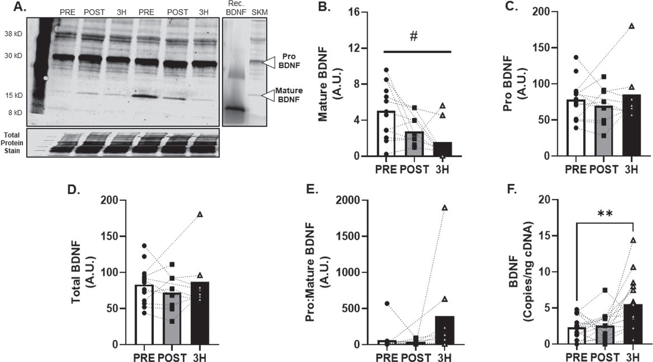 BDNF Skeletal Muscle Protein and Transcript Response to 80% Acute Aerobic Exercise. A) Representative western blot probing for BDNF before, 30-minutes post and 3-hours post 80% acute AE. All samples were normalized to total protein stain. Protein and transcript content of B) Mature BDNF protein, C) ProBDNF protein, D) Total BDNF protein and E) Pro:Mature BDNF protein ratio and F) BDNF transcript n = 15 (8M/7F). Mature BDNF is expected at 15 kD, Pro BDNF is expected at 30 kD. All data are represented as mean±SEM. n = 13 PRE (7M/6F), n = 8 POST (5M/3F), and n = 8 3 h (4M/4F). *p < 0.05 vs PRE, **p < 0.01 vs PRE, #p < 0.05 main effect of time.