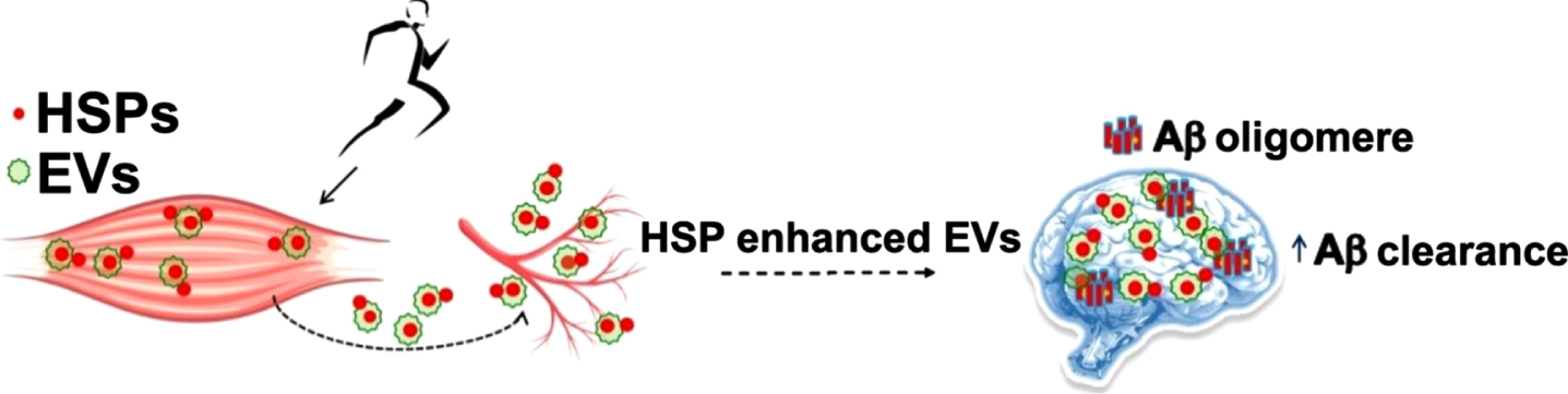 Exercise can increase HSP content in EVs that travel to the brain and impact protein aggregation. HSP: heat shock proteins; EV: Extracellular Vesicles, Aβ: β-Amyloid.