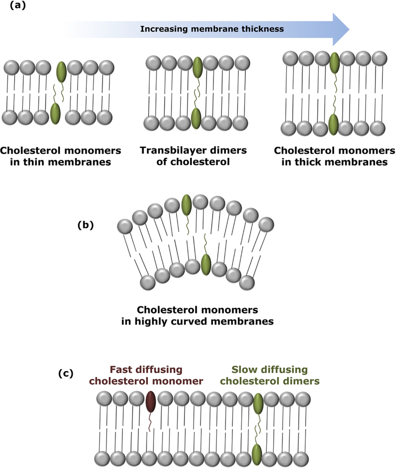 Organization and dynamics of transbilayer dimers of cholesterol at low concentrations. The schematic diagram shows the organization of cholesterol dimers in (a) membranes of varying thickness. The existence of cholesterol as transmembrane tail-to-tail dimers is stringently controlled within a narrow window of membrane thickness. Insights from our previous work suggest that cholesterol exists as monomers in relatively thin and thick membranes, while it forms transmembrane tail-to-tail dimers in membranes of intermediate (optimum) thickness. (b) Cholesterol dimers are unstable at high surface curvature. (c) Monomers of cholesterol show faster lateral dynamics in membranes relative to transbilayer tail-to-tail dimers of cholesterol (see [46] for details).