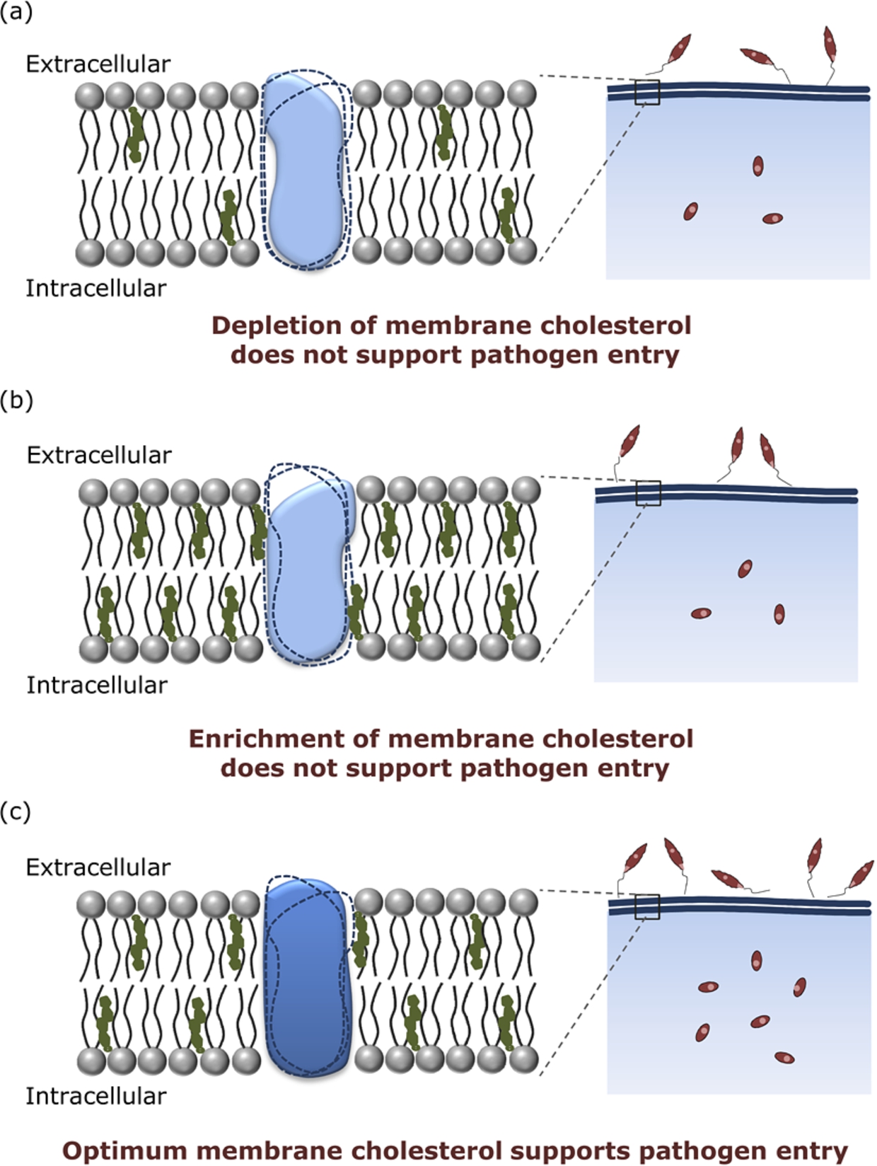 Regulation of pathogen entry by host membrane cholesterol. Host membrane cholesterol modulates the entry of intracellular pathogens (such as Leishmania, as shown in the figure). Previous results from our laboratory have shown that (a) depletion as well as (b) enrichment of membrane cholesterol in host cells results in reduced pathogen entry, while (c) an optimum level of host membrane cholesterol is required for efficient pathogen entry. We propose that such a cholesterol-mediated entry of intracellular pathogens could be due to the interaction of membrane cholesterol with host cell surface receptors implicated in pathogen entry. Receptor conformations stabilized in the membranes of varying cholesterol content are rendered in solid shapes, while dotted outlines depict other unfavorable conformations. Optimum cholesterol levels in host cells could support receptor conformation(s) that enable efficient pathogen entry. On the other hand, depletion or enrichment of host membrane cholesterol could render receptor conformation(s) that do not support the entry of intracellular pathogens.