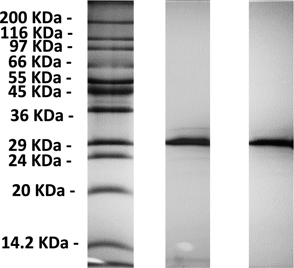 A 12% SDS-PAGE of a eGFP (middle) and m-eGFP (right) run alongside a Sigma Wide Range marker (left).