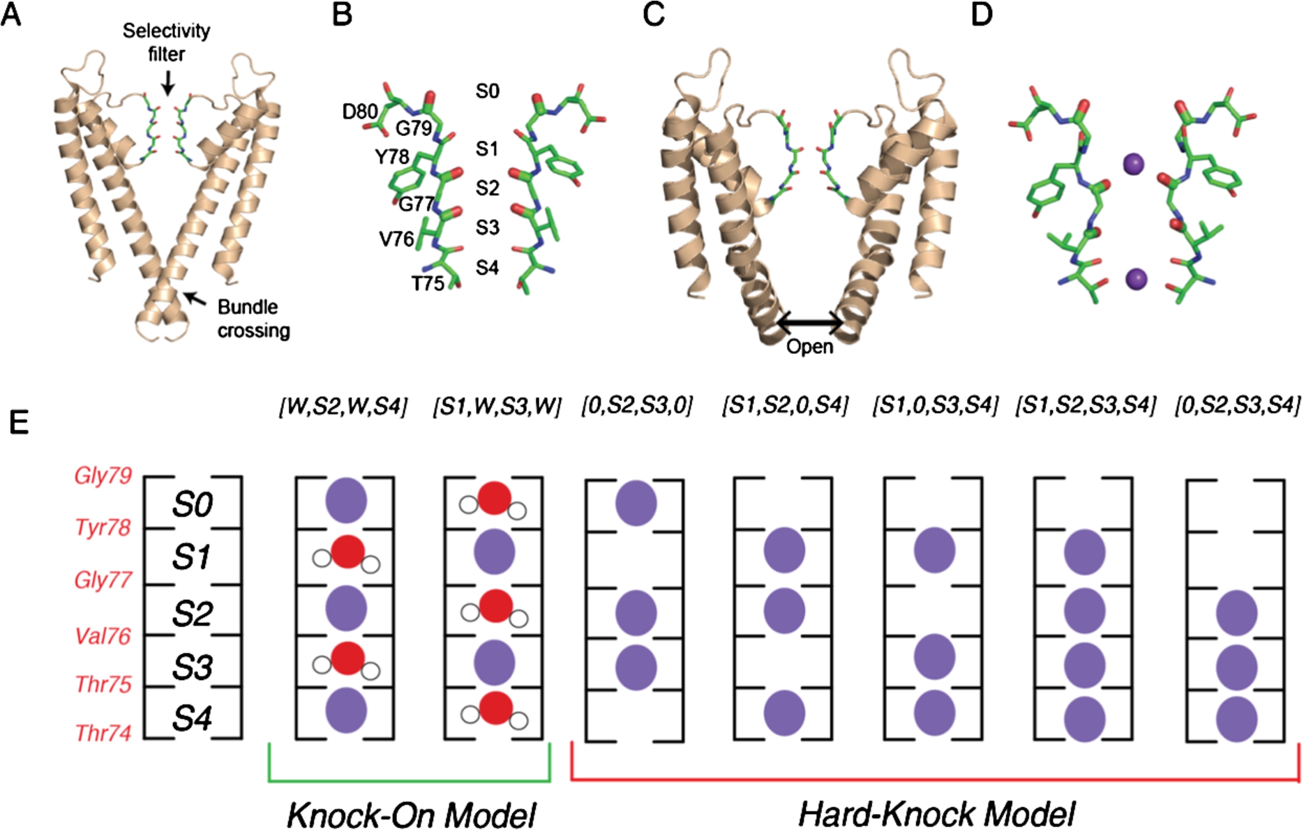 KcsA structure and ion binding configurations. (A) KcsA in the closed conformation (PDB 1K4C), where the intracellular gating helices form an inverted pyramid that occludes ion access to the filter. Only the two opposing subunits are shown for clarity. (B) Selectivity filter of KcsA with ion binding sites (S1-S4, extracellular to intracellular) formed by backbone carbonyls of the residues Thr75-Gly79. (C) Structure of the open conformation of KcsA (PDB 3F5W) where the helices splay open. (D) Structure of the selectivity filter in the constricted conformation (from PDB 1K4D). K+ ions are shown in purple. (E) Cartoon illustration of the two ion permeation models: the knock on model (two configurations on the left) and the hard-knock model (five configurations on the right). Waters are represented in red and K+ ions are represented in purple.