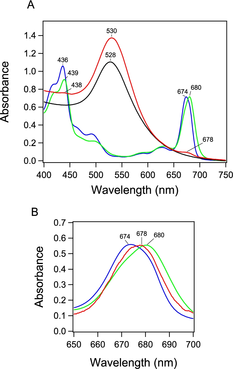 (A) Absorption spectrum of PSI-GNP-PSII conjugates (red line) in comparison with the spectra of Ni-NTA-GNP (black line), and free PSI (green line) and PSII (blue line) complexes. (B) Expanded view of the Chl Qy band of the PSI-GNP-PSII conjugates after baseline correction (red line) in comparison with the Qy bands of free PSI (green line) and PSII (blue line) complexes. The three spectra were normalized by the intensities of the Qy bands.
