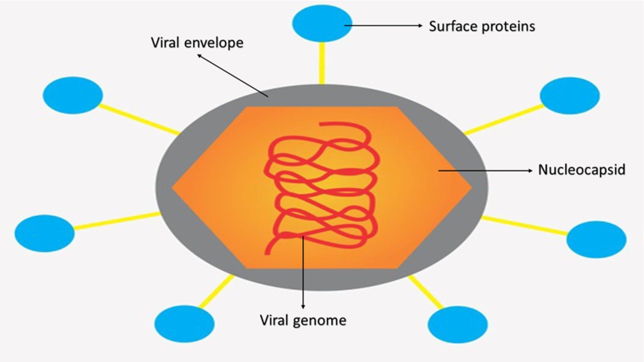 General structure of a flavivirus with its identified parts. For viruses such as Dengue, Zika, Chikungunya and Yellow Fever, the viral genome is a positive single-stranded RNA according to the Baltimore Class IV classification.