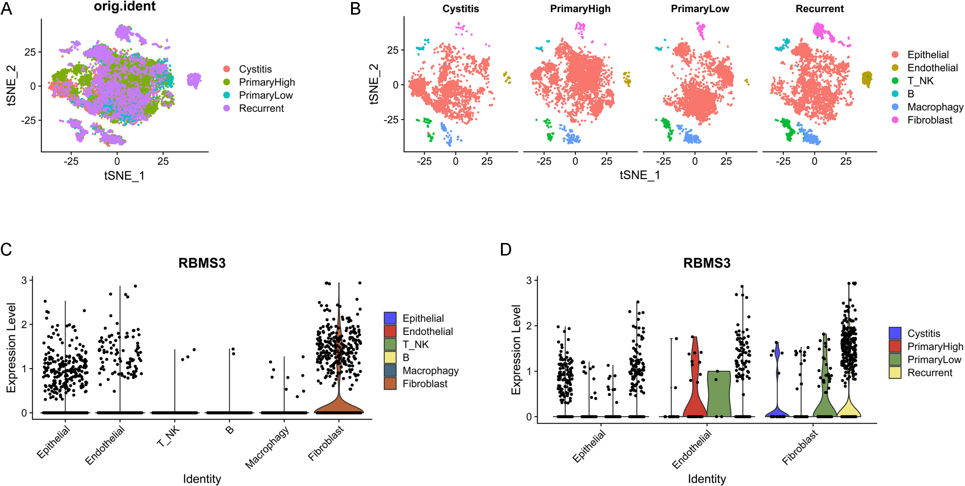 RBMS3 is mainly expressed in epithelial, endothelial, and fibroblast cells. (A) tSNE plot of cells from four patients. (B) tSNE plot of the cell clusters split according to origin. (C) VlnPlot of RBMS3 expression according to cell type. (D) RBMS3 expression in epithelial, endothelial, and fibroblast cells split according to origin.