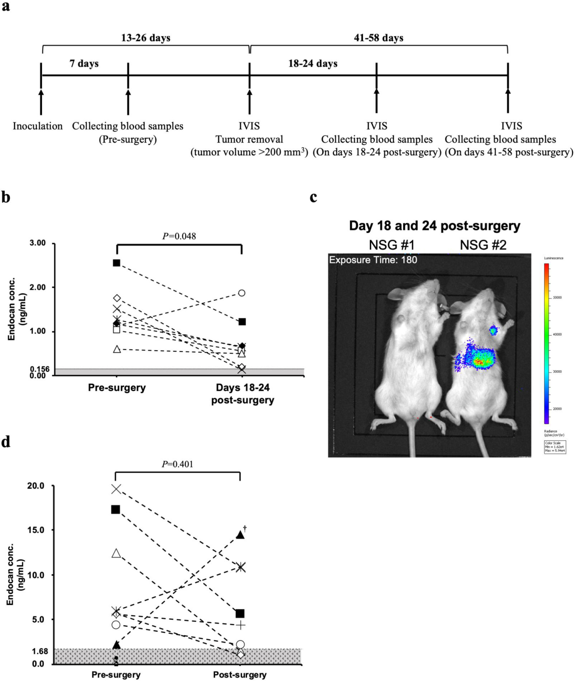 Changes in blood endocan levels before and after the surgical removal of primary breast tumors in NSG mice and breast cancer patients. a, Schedule of in vivo experiments using NSG mise (N= 8). b, Changes in blood endocan levels of NSG mice. The shaded area indicates endocan concentration below the detection limit (0.156 ng/mL). Each point represents the endocan concentration in an individual mouse. The statistical difference in blood endocan levels of NSG mice before and after the surgery was analyzed using a paired t-test. c, Representative bioluminescence images of NSG mice on days 18 and 24 after the surgery. Exposure time = 180 s. d, Changes in blood endocan levels of breast cancer patients (N= 16). The shaded area indicates endocan concentration below the cutoff value (1.68 ng/mL). Patients who showed blood endocan levels below the cutoff value were excluded from postsurgical endocan measurements (N= 8). †: The patient ran a marathon the day before the postsurgical blood collection. The statistical difference in blood endocan levels of breast cancer patients before and after the surgery was analyzed using a Wilcoxon matched-pairs signed-rank test.