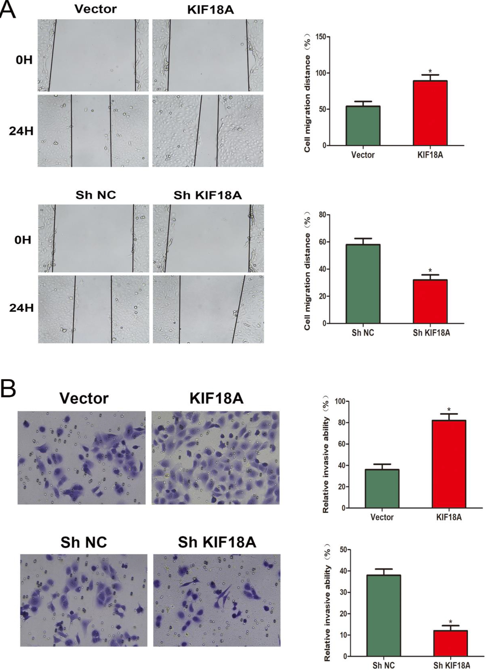 KIF18A enhances the CESC cells’ migration and invasion capabilities. (A, B) Evaluation of the migratory potential of SiHa cells using wound-healing assays. (C, D) The invasive capacity of SiHa cells was assessed utilizing Transwell invasion assays. *p < 0.05.