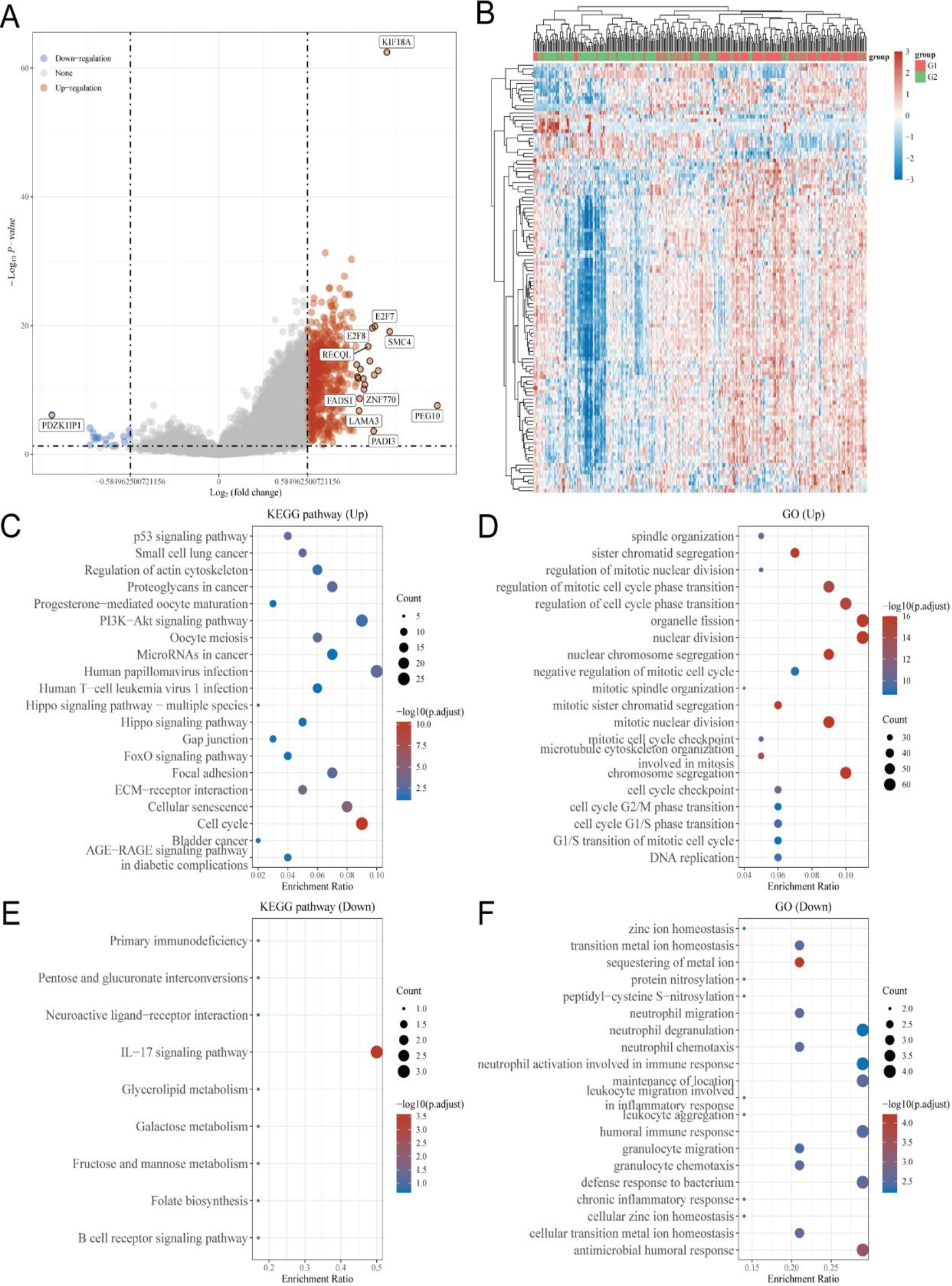 Detection of genes related to KIF18A and conducting functional enrichment analysis using TCGA database. (A, B) Volcano plot and heatmap analysis were employed to identify KIF18A-associated genes in the TCGA-CESC dataset. (C, D) Kyoto Encyclopedia of Genes and Genomes (KEGG) and Gene Ontology (GO) analyses were conducted on genes positively associated with KIF18A in CESC. (E, F) KEGG and GO analyses were conducted on genes that exhibited a negative association with KIF18A in CESC.