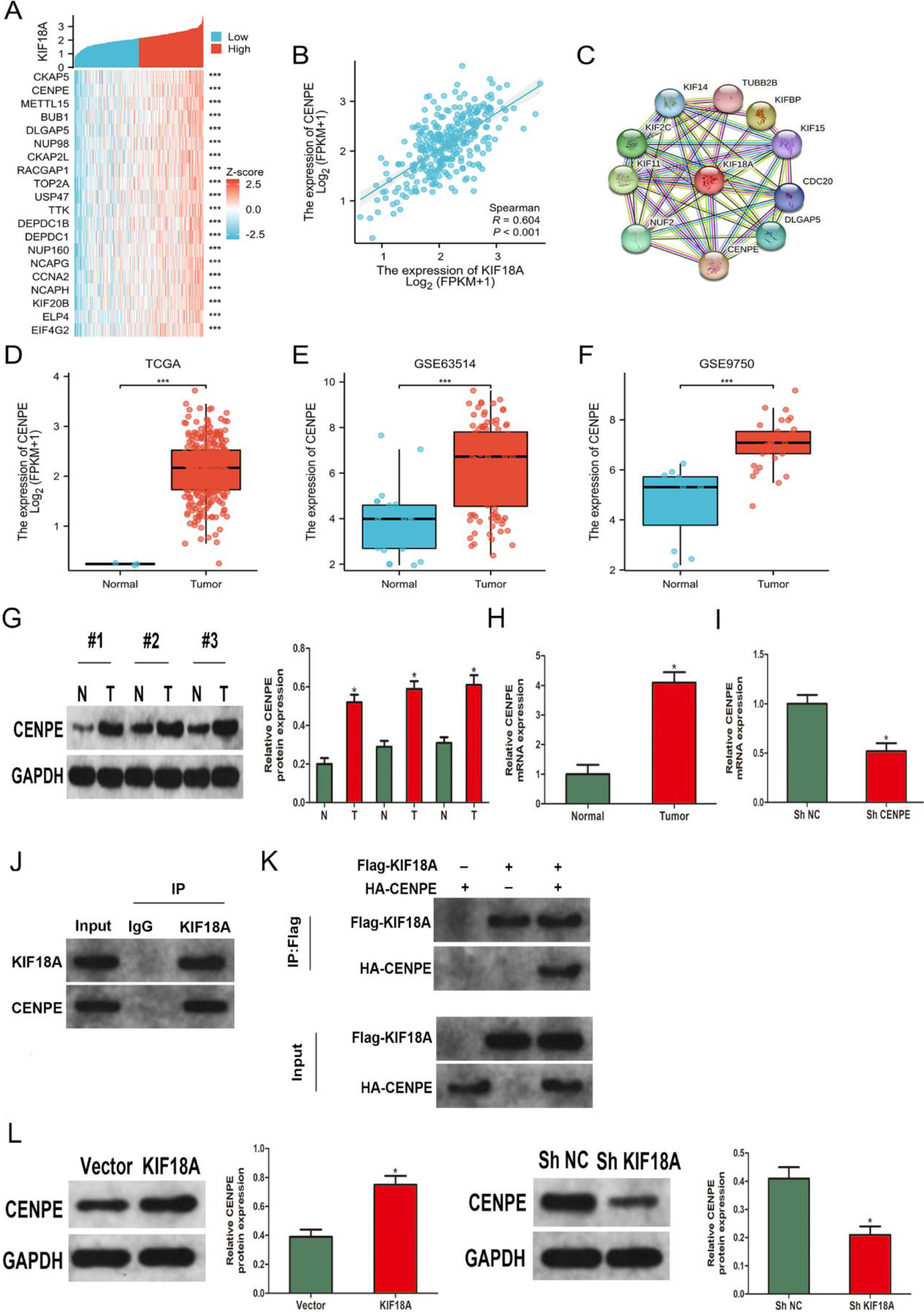 The expression of CENPE in CESC cells is regulated by KIF18A. (A) The heatmap demonstrates the top 20 genes displaying a strong positive correlation with KIF18A in TCGA-CESC. (B) The expression of CENPE exhibited a significantly positive correlation with KIF18A expression (correlation_spearman = 0.604). (C) The interaction between KIF18A and CENPE was identified by performing a protein-protein interaction (PPI) analysis employing the STRING database. (D–F) The expression level of CENPE demonstrated a significant increase in the TCGA-CESC, GSE63514, and GSE9750 datasets. (G, H) CENPE expression levels were evaluated and quantified in CESC samples and their corresponding normal tissues using Western blot and qRT-PCR. (I) The effects of CENPE knockdown were verified using qRT-PCR. (J) The endogenous Co-IP technique was employed to validate the physical interactions between KIF18A and CENPE in SiHa cells. (K) The Co-IP approach was utilized to discern the protein-protein interactions between exogenously expressed KIF18A and exogenously expressed CENPE in HEK293T cells. (L) The CENPE expression in SiHa cells was assessed by Western blot analysis following overexpression or knockdown of KIF18A. * p < 0.05; ***p < 0.001.