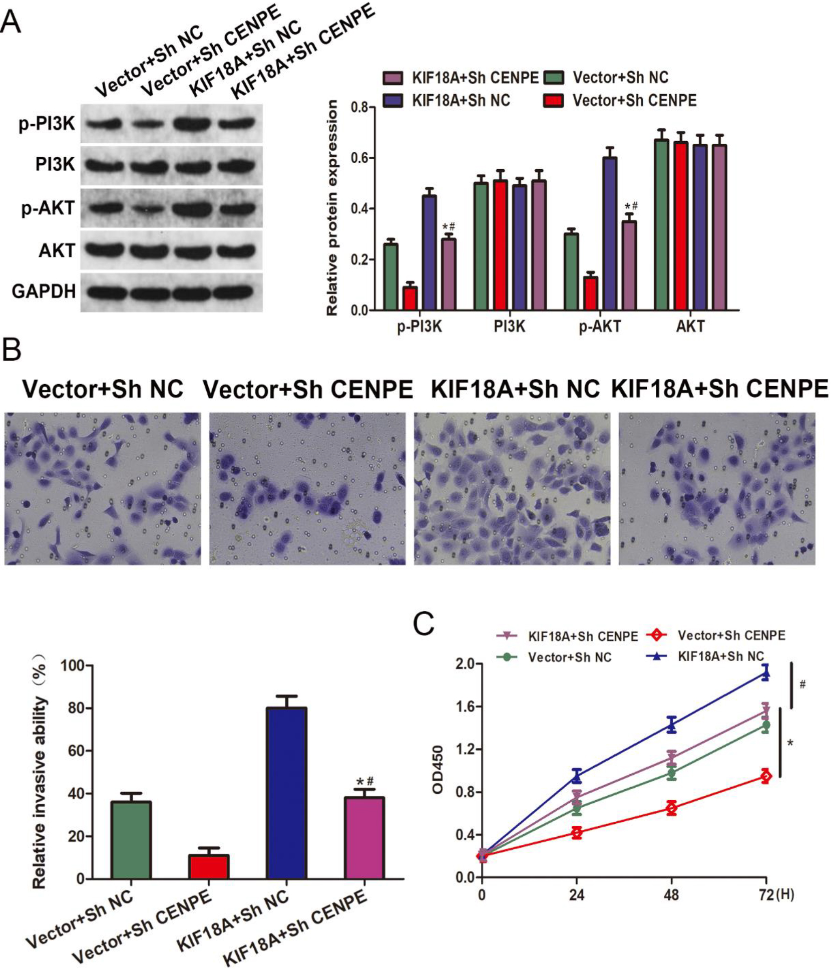 KIF18A promotes invasion, growth, and activates the PI3K/AKT pathway through its interaction with CENPE in CESC cells. (A) The protein expression levels of p-PI3K, PI3K, p-AKT, and AKT in SiHa cells were assessed by Western blot analysis following the overexpression of KIF18A and/or knockdown of CENPE. (B) After transfection, the invasive possible of SiHa cells was evaluated using the Transwell assay. (C) The proliferation of SiHa cells following transfection was evaluated using the CCK-8 assay. * p < 0.05 vs. the Vector + ShCENPE group; #  p < 0.05 vs. the KIF18A+ ShNC group.