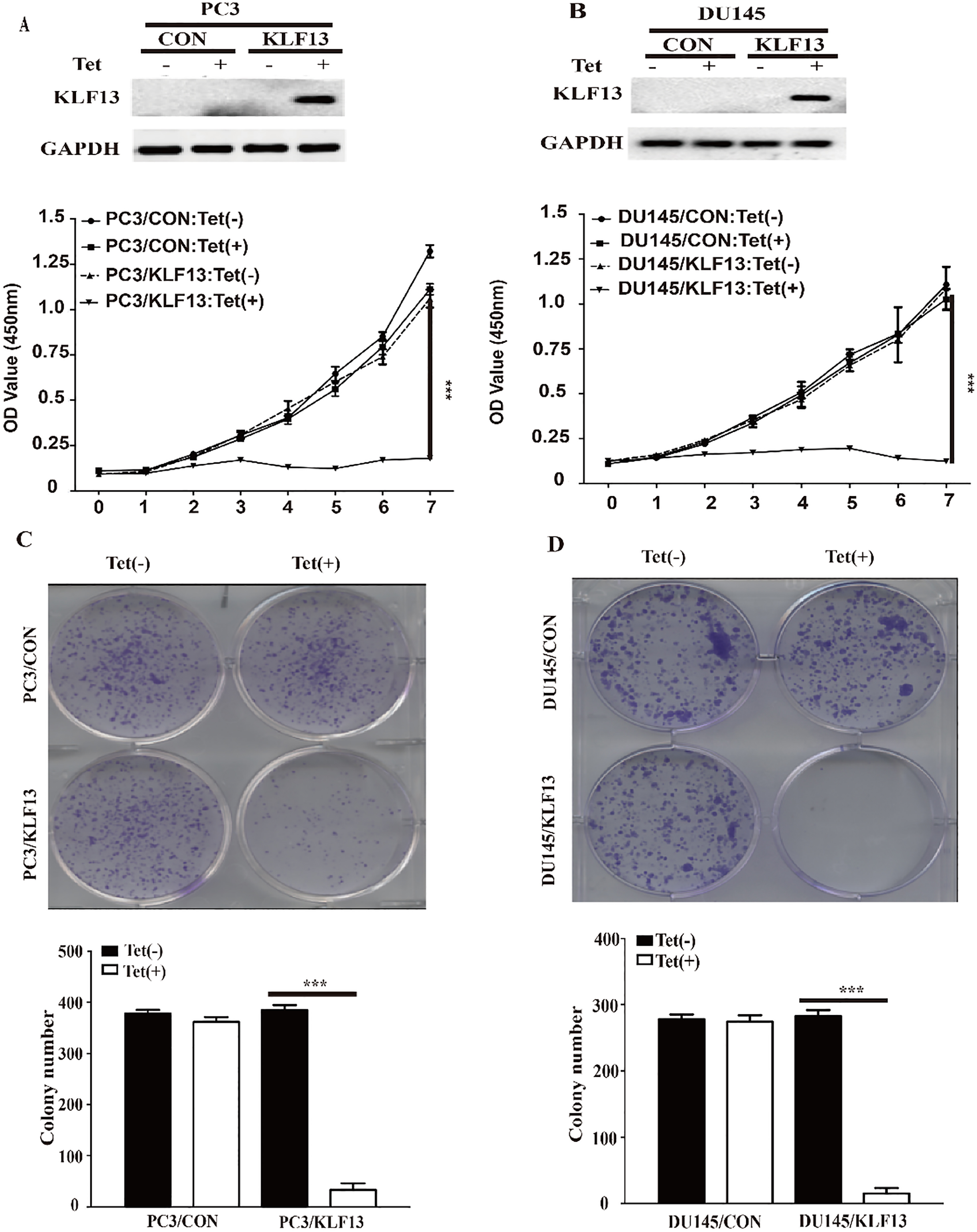 Overexpression of KLF13 inhibits cell proliferation in vitro. (A and B) PC3 and DU145 cells transfected with pTRIPZ-KLF13 or pTRIPZ-vector were cultured with (Tet+) or without (Tet-) doxycycline (0.25 mg/mL) for 48 h. KLF13 expression was verified by Western blot. The viability of cells was assessed by CCK8 assay (OD value 450 nm) at the indicated time. (C and D) Colony formation rates of PC3 and DU145 cells treated with or without doxycycline for 10 days. Each value represents the mean ± SD of three independent experiments. P*⁣*⁣*< 0.001.