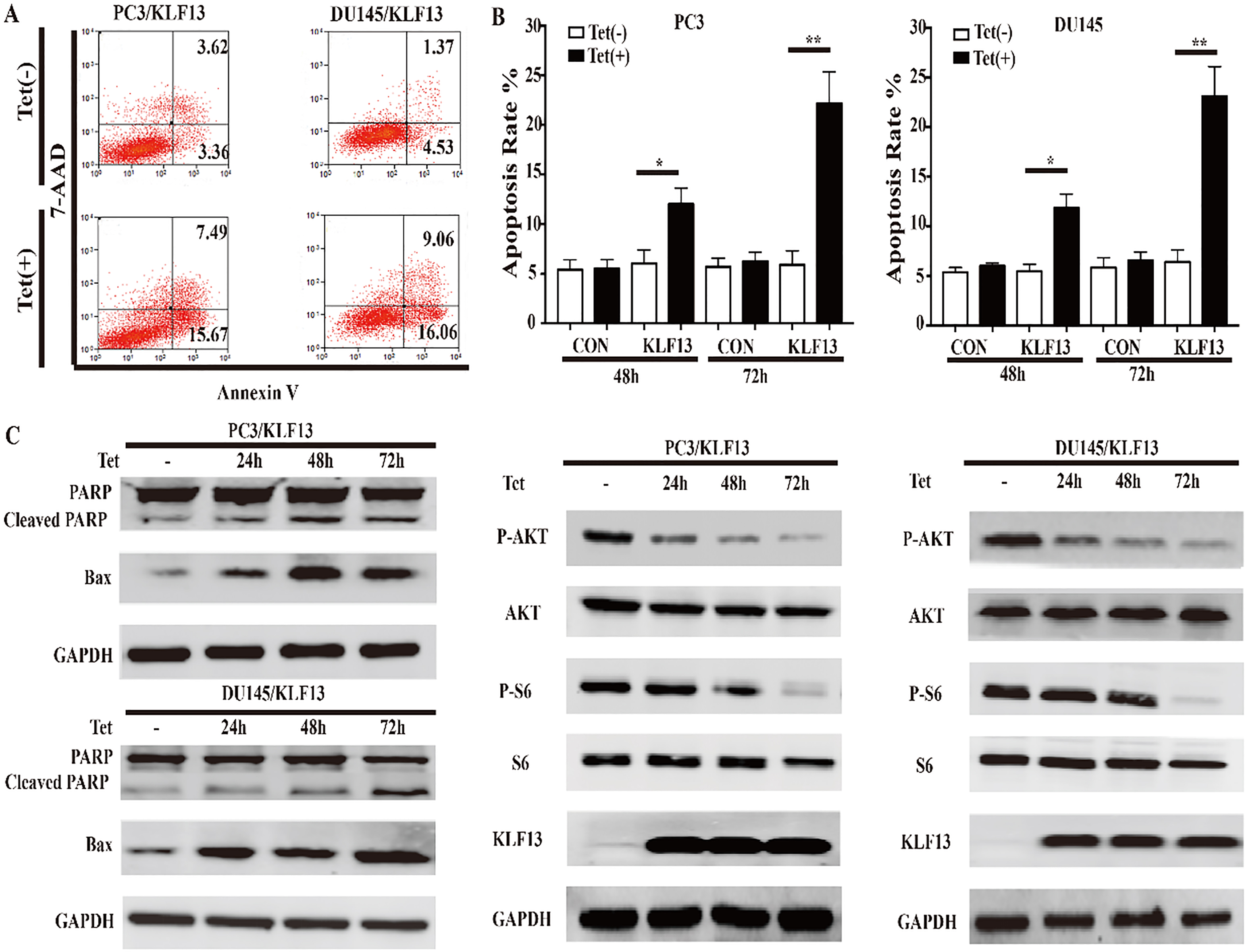 KLF13 induces apoptosis and inhibits AKT activation. (A and B) Cells were cultured with or without doxycycline (0.25 mg/mL) and stained with AnnexinV/7-AAD. Apoptosis rates are shown on the left at 72 h. Statistical graphs for different groups at indicated time points are on the right. (C and D) The protein levels of PARP, BAX, P-AKT, AKT, P-S6, S6, and KLF13 were determined by Western blot after doxycycline treatment. P*< 0.05, P*⁣*< 0.01.