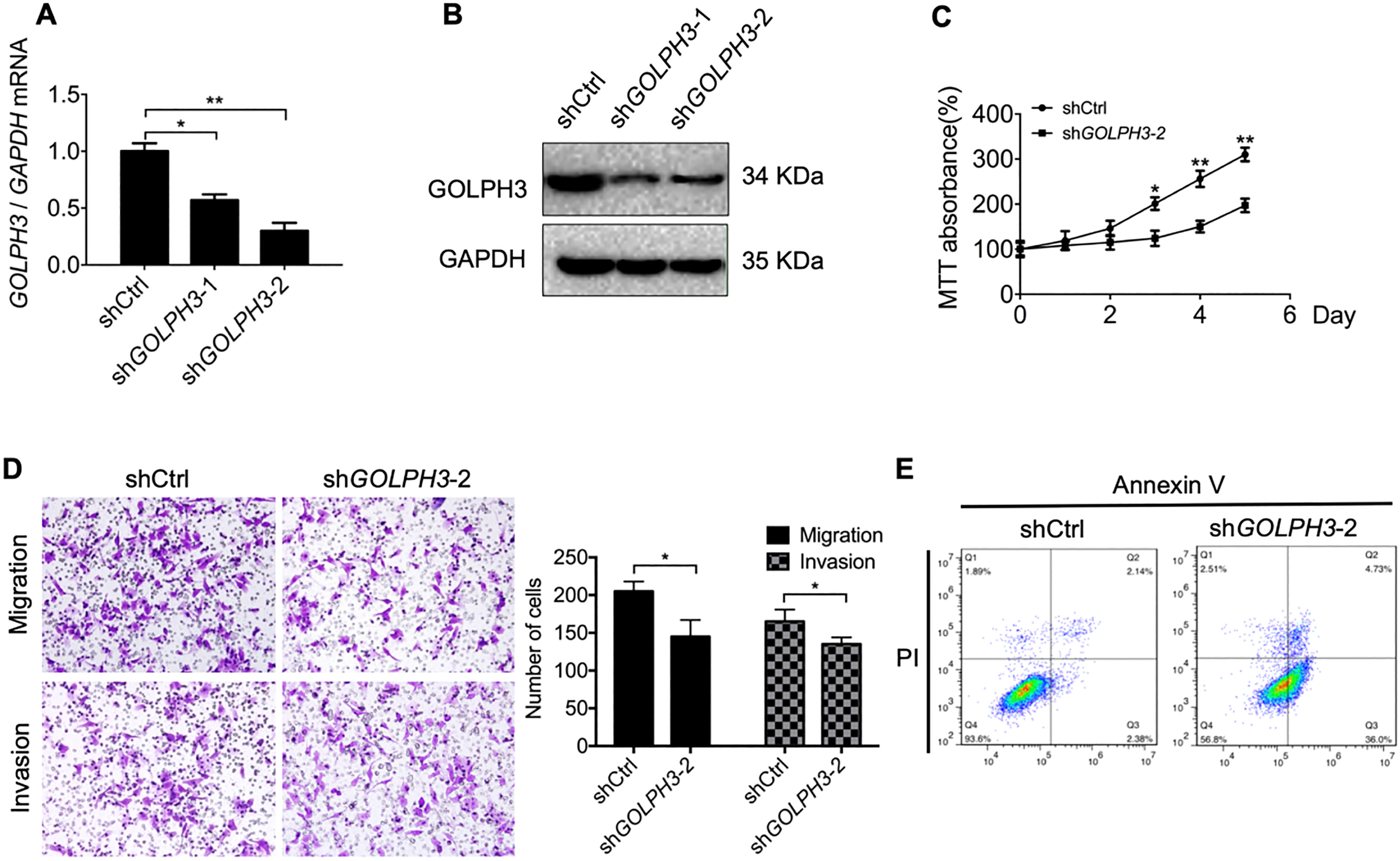 Downregulation of GOLPH3 in KLE cells reduces cell proliferation, migration, and invasion, and promotes apoptosis in vitro. (A–B) Knockdown of GOLPH3 in KLE cells transfected with shGOLPH3 (KLE-sdGOLPH3 cells) compared to control cells transfected with empty vector was verified by qRT-PCR and western blotting. (C) Serial CCK-8 cell viability assays showing slower proliferation of knockdown cells compared to controls. (D) Downregulation of GOLPH3 also reduced cell migration and invasion in transwell assays. Magnification 100×. (E) Downregulation of GOLPH3 promoted apoptosis of KLE cells as measured by Annexin/PI staining and flow cytometry. All values are the mean ± SD of three independent experiments. P*< 0.05, P**< 0.01.