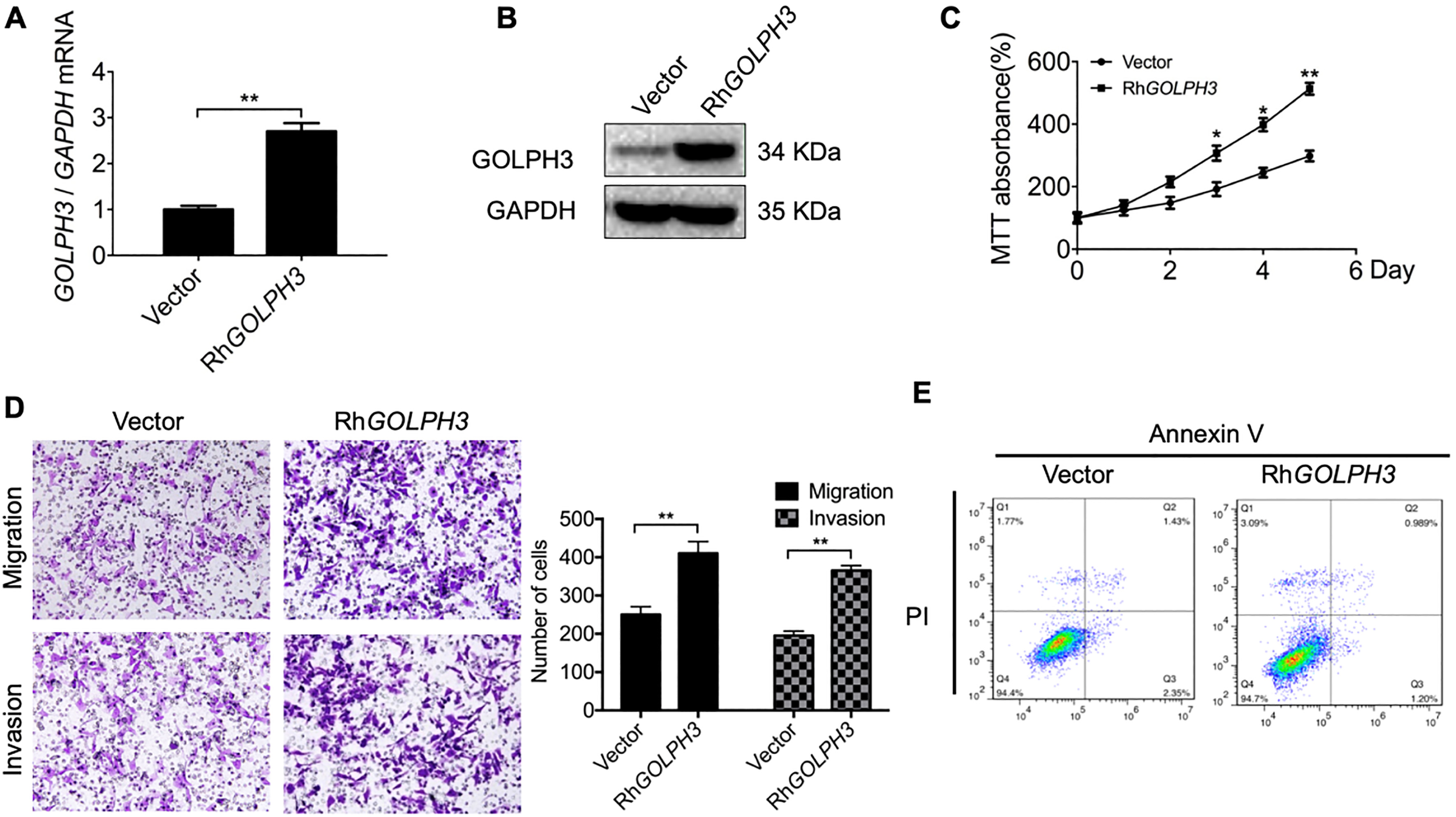 Ectopic overexpression of GOLPH3 in Ishikawa cells accelerates proliferation, migration, and invasion while inhibiting apoptosis in vitro. (A–B) GOLPH3 overexpression in Ishikawa-RhGOLPH3 cells compared to control cells was verified by qRT-PCR and western blotting. (C) Serial CCK-8 cell viability assays demonstrating faster proliferation rate of Ishikawa-RhGOLPH3 cells versus controls. (D) Overexpression of GOLPH3 also accelerated cell migration and invasion in transwell assays. Magnification 100×. (E) Overexpression of GOLPH3 inhibited apoptosis of Ishikawa cells. All values are the mean ± SD of three independent experiments. P*< 0.05, P**< 0.01.