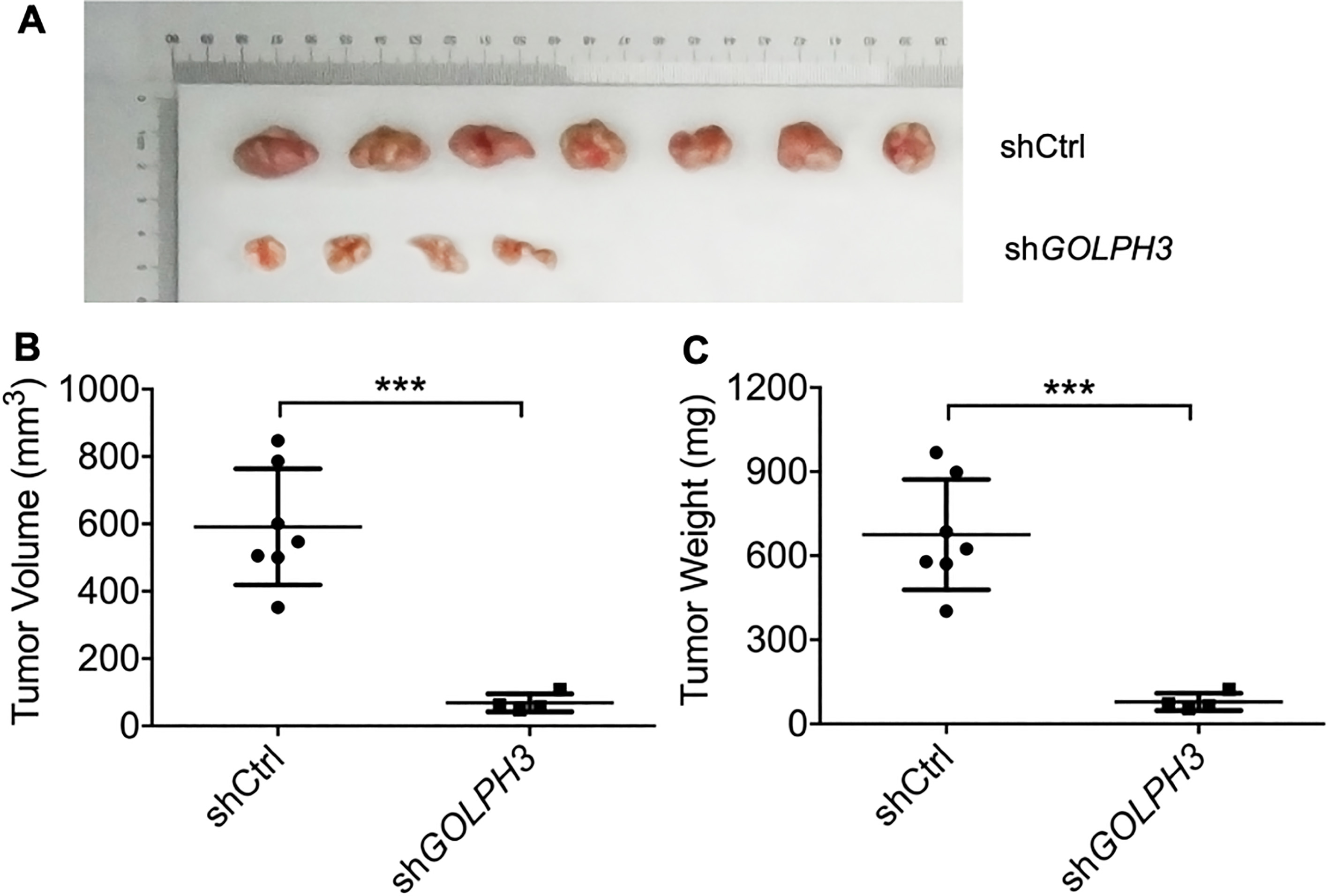 Downregulation of GOLPH3 reduces distant EC cell metastasis in vivo. The tumor images (A), tumor volume growth curves (B) and tumor weights (C) 30 days after inoculation of nude mice with GOLPH3 knockdown (KLE-shGOLPH3) EC cells or control cells. All values are the mean ± SD of three independent experiments. P*< 0.05, P**< 0.01.