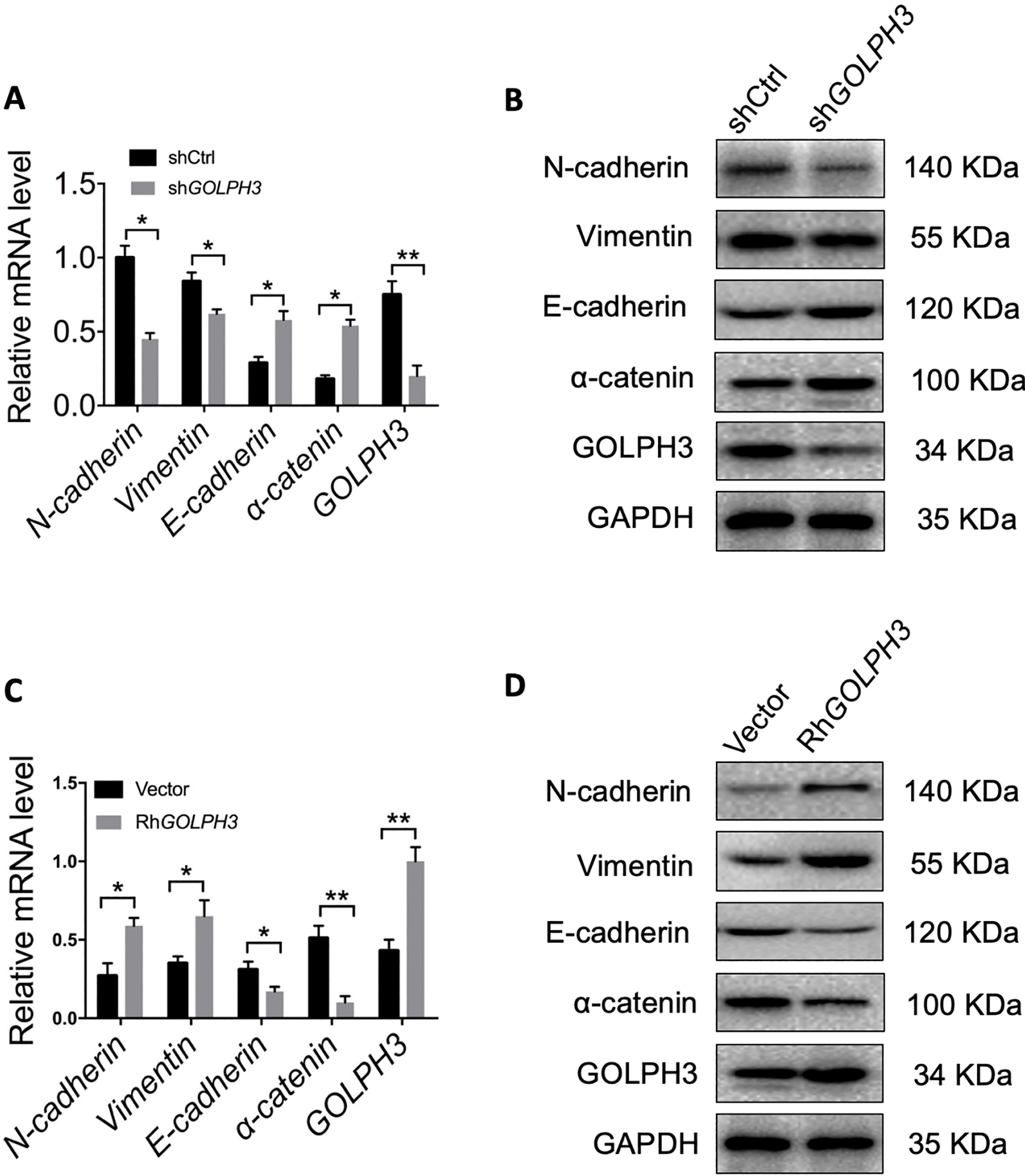 GOLPH3 regulates the transition between epithelial and mesenchymal phenotypes in EC cells. (A–B) Expression levels of epithelial and mesenchymal markers were compared between KLE-shGOLPH3 (knockdown) and control cells by qRT-PCR and western blotting. GOLPH3 knockdown reduced the expression of mesenchymal markers and upregulated epithelial markers (MET). (C–D) Expression levels of epithelial and mesenchymal marker were compared between overexpressing Ishikawa-RhGOLPH3 and control cells by qRT-PCR and western blotting. Ectopic overexpression of GOLPH3 upregulated mesenchymal marker expression and downregulated epithelial marker expression. All values are the mean ± SD of three independent experiments. P*< 0.05, P**< 0.01.