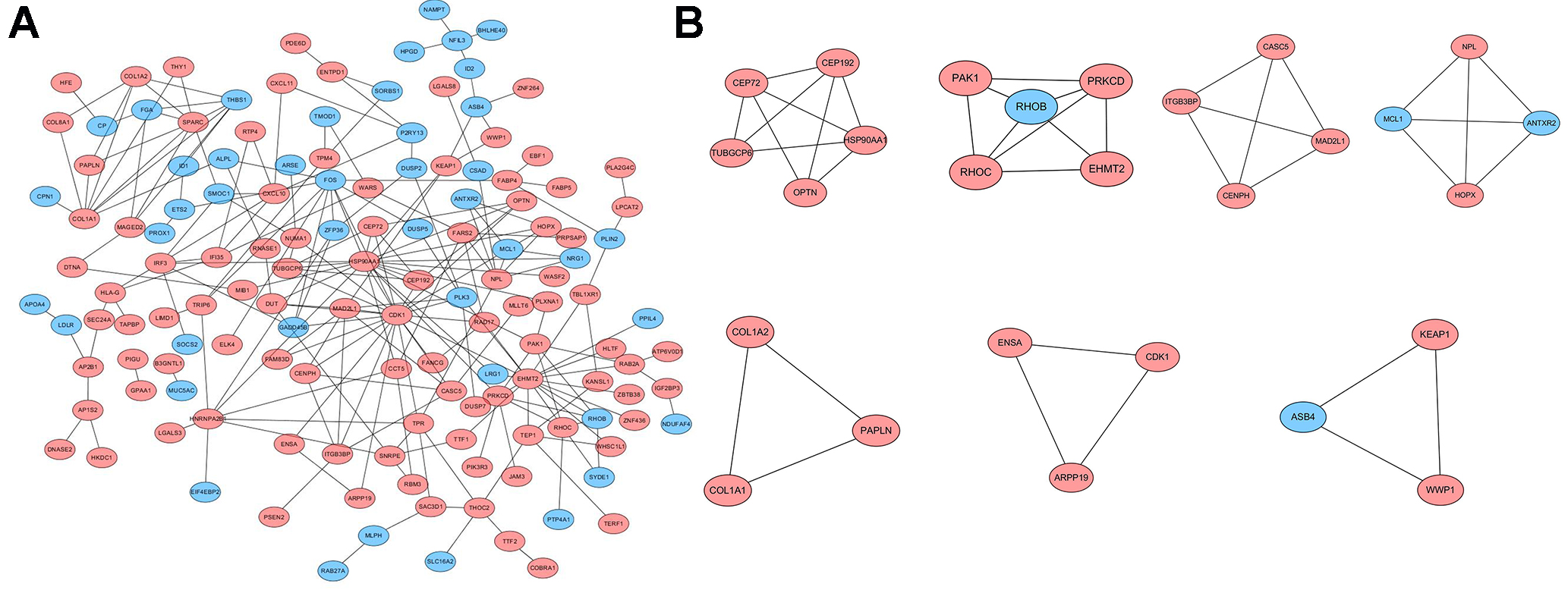 Protein-protein interaction (PPI) network and core modules of PPI network. (A) High and low expression genes; (B) Core modules. The pink circles represent high expression genes, and the blue circles represent low expression genes.