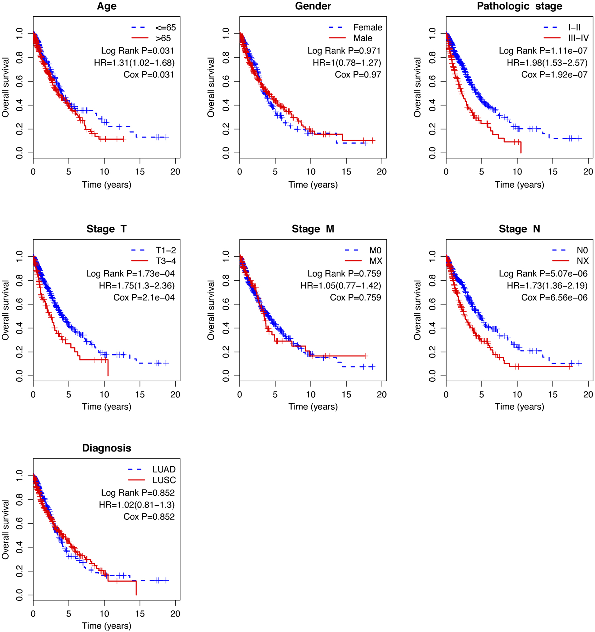 Kaplan-Meier curves analyzed the difference of overall survival when the patients were stratified by different clinical characteristics (age, gender, pathologic stage, stage T, stage M, stage N, and histological type).