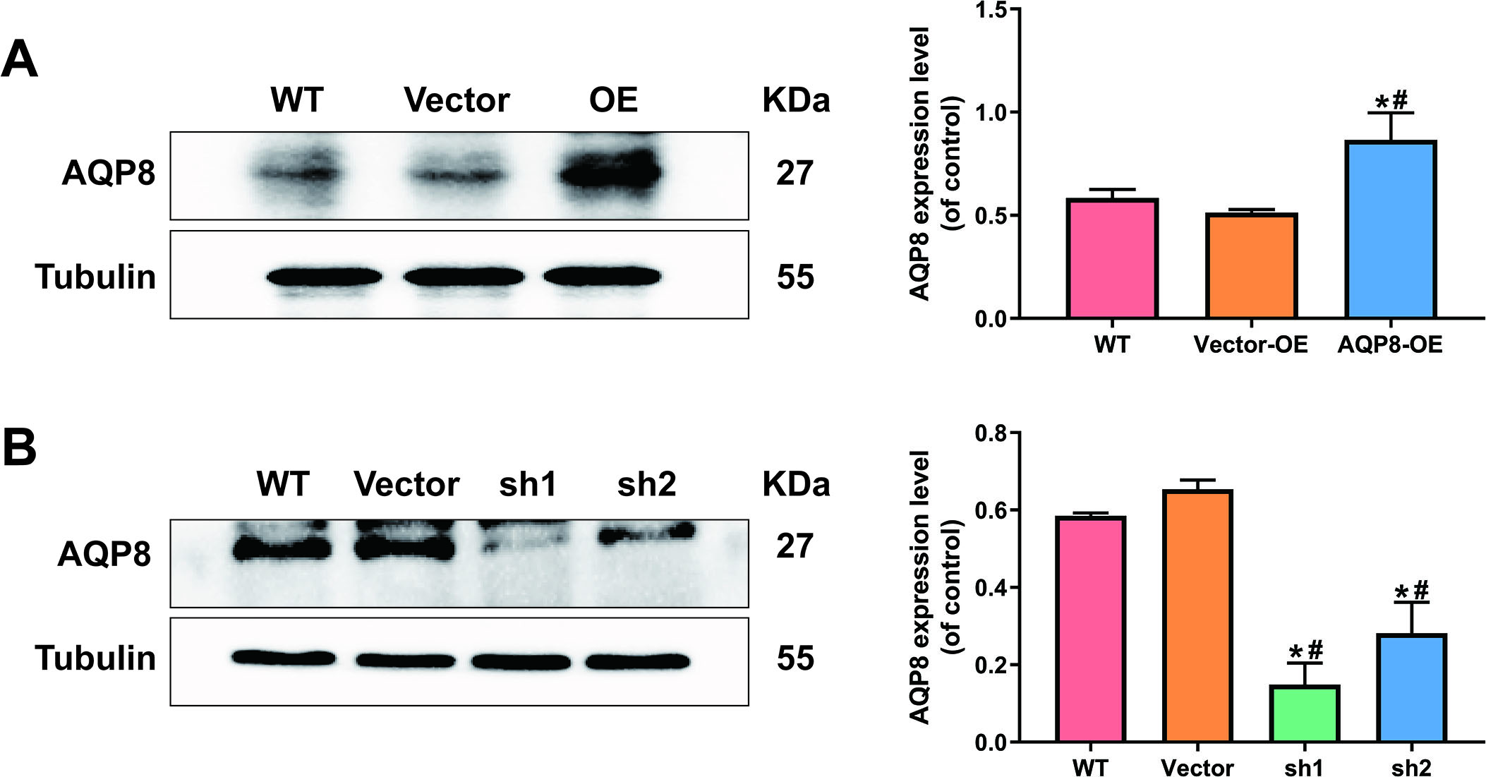 AQP8-overexpression and knockdown SiHa cell lines were constructed by lentivirus transduction. A, Stably upregulated AQP8 expression in SiHa cells were identified by western blot analysis. B, Stably downregulated AQP8 expression in SiHa cells were confirmed by western blot analysis. The data shown were the ratios of the AQP8/Tubulin and the means ± standard error of each group. Each experiment was performed three times. P*< 0.05 vs WT group; P#< 0.05 vs vector group.