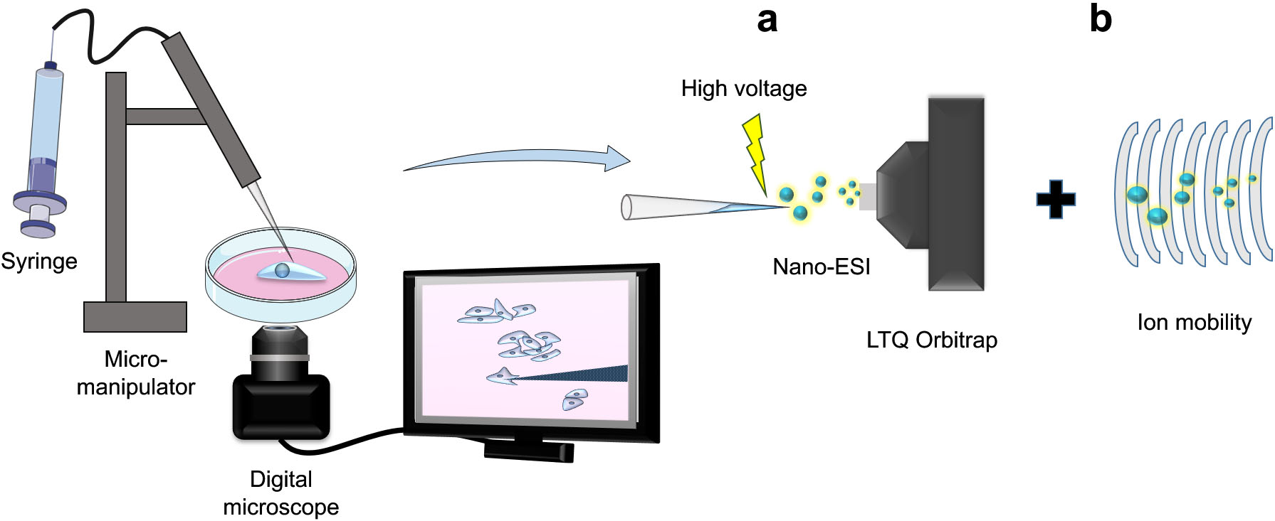 Working principle of Live-Single-Cell Mass Spectrometry platform (LSC-MS). Single cells or their contents are first sampled using pulled glass capillaries under microscopic observation and are then directly nanosprayed for subsequent MS measurements (a). Incorporation of ion mobility setup can improve the analysis resolution (b).