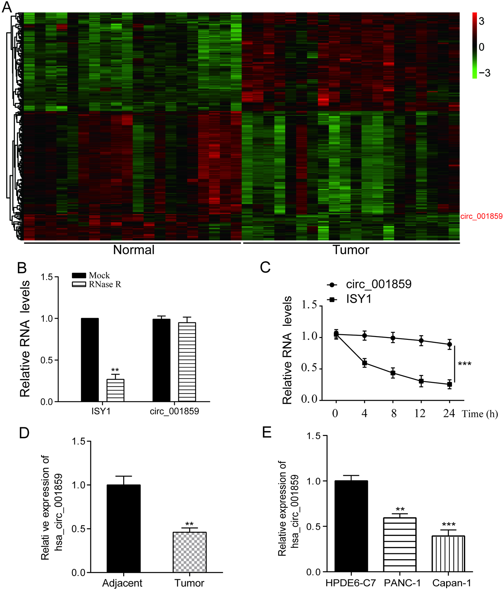 Circ_001859 was down-regulated in tumor tissues and cells. (A) GSE79634 revealed circ_001859 as a suppressed circRNA with a criterion of logFC > 2 and p< 0.05. (B) The expression of circ_001859 and ISY1 after RNase R treatment was detected by QRT-PCR. (C) The degradation of circ_001859 was verified by half-life detection. (D) Circ_001859 was lowly expressed in tumor tisseus. (E) Circ_001859 was lowly expressed in pancreatic cancer cell lines PANC-1 and Capan-1. P**< 0.01, P*⁣**< 0.001 indicated statistical significance.