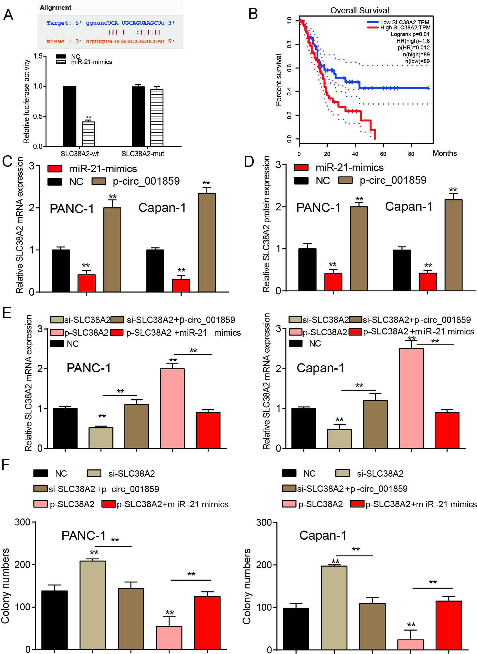 MiR-21-5p suppressed SLC38A2 expression and SLC38A2 suppression promoted cell proliferation. (A) MiR-21-5p directly targeted at SLC38A2. (B) TCGA data validated the overall survival of SLC38A2 in pancreatic cancer. (C–D) MiR-21-5p mimics suppressed SLC38A2 mRNA or protein expression but p-circ_001859 enhanced SLC38A2 expression. (E) Si-SLC38A2 suppressed SLC38A2 protein and mRNA expression and p-circ_001859 could restore the suppression. p-SLC38A2 enhanced SLC38A2 protein and mRNA expression and miR-21-5p mimics rescued the enhancement. (F) Si-SLC38A2 increased cell proliferation and p-SLC38A2 suppressed the proliferation. P**< 0.01, P*⁣**< 0.001 indicated statistical significance.