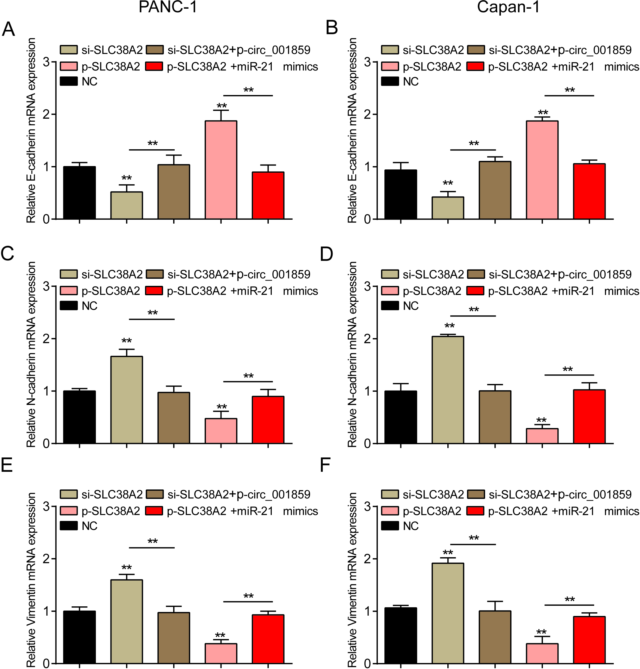 Circ_001859 affects EMT process through miR-21-5p/SLC38A2. (A–B) The expression level of E-cadherin mRNA was detected by QRT-PCR in each treatment group. (C–D) The expression level of N-cadherin mRNA was detected by QRT-PCR in each treatment group. (E–F) The expression level of Vimentin mRNA was detected by QRT-PCR in each treatment group. P**< 0.01, indicated statistical significance.
