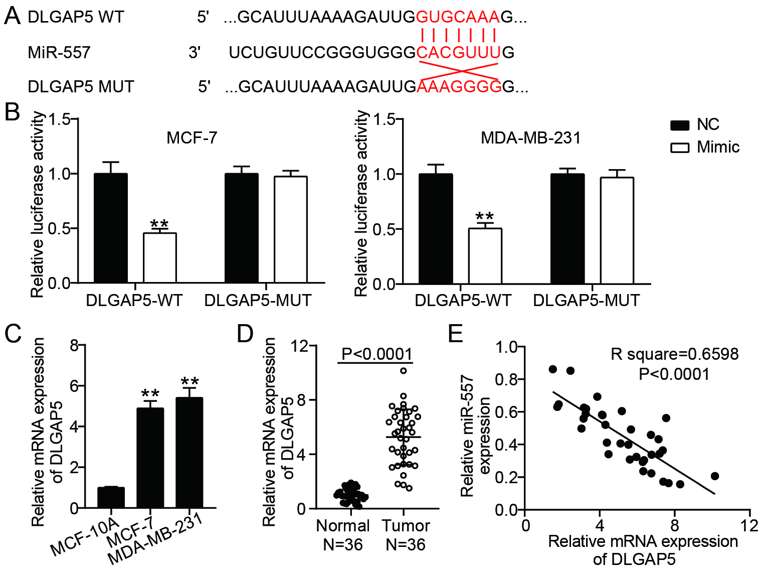 DLGAP5 was a target of miR-557 (A) TargetScan made predictions about the miR-557 and DLGAP5 binding locations. (B) The relationship among miR-557 and DLGAP5 was confirmed by dual-luciferase reporter assay in MDA-MB-231 as well as MCF-7 cells. **P< 0.001 vs. NC. (C) RT-qPCR analysis of DLGAP5 expressions in normal breast cell lines (MCF-10A) and BC cell lines (MCF-7 and MDA-MB-231). **P< 0.001 vs. MCF-10A. (D) DLGAP5 expression in BC and normal tissues was analyzed using RT-qPCR. (E) The association between miR-557 and DLGAP5 in BC tissues was examined using RT-qPCR (Pearson linear regression analysis).