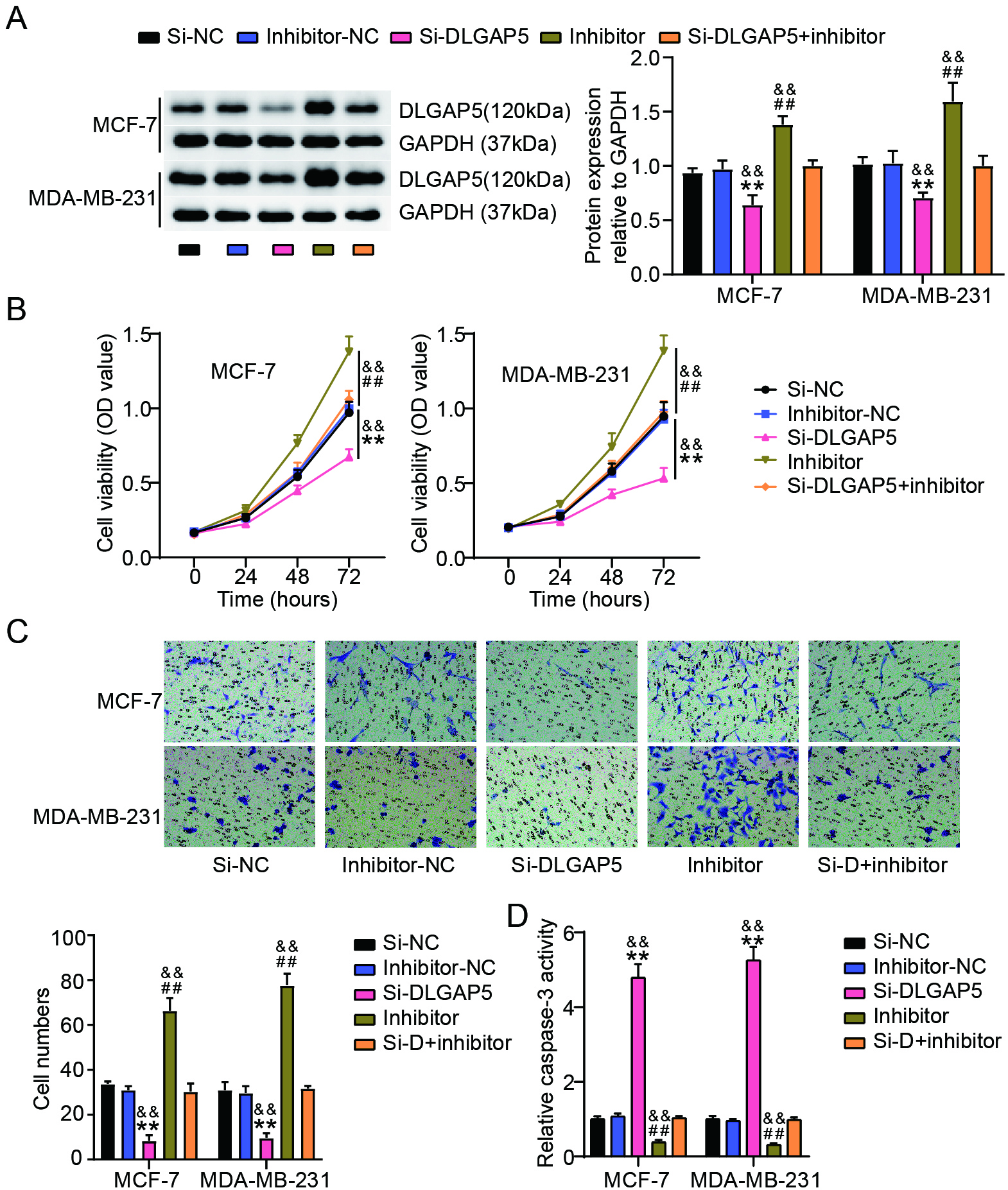 miR-557 repressed the proliferation and migration of BC cells while suppressed cell apoptosis by downregulating DLGAP5 expression. (A) Results of western blot study of DLGAP5 expressions in MDA-MB-231 as well as MCF-7 cells after transfection of si-NC, si-DLGAP5, miR-557 inhibitor (inhibitor), inhibitor-NC or si-DLGAP5+inhibitor. (B) To quantify the proliferation of these transfected MDA-MB-231 cells as well as MCF-7, the CCK-8 test was used. (C) To monitor the migration of these transfected MDA-MB-231 and MCF-7 cells, a transwell test was performed. (D) Employing a capase-3 activity test, caspase-3 levels in these transfected MDA-MB-231 as well as MCF-7 cells were evaluated. ##P< 0.001 vs. inhibitor-NC; **P< 0.001 vs. Si-NC; &&P< 0.001 vs. Si-DLGAP5+inhibitor. Si-DLGAP5: Si-D.