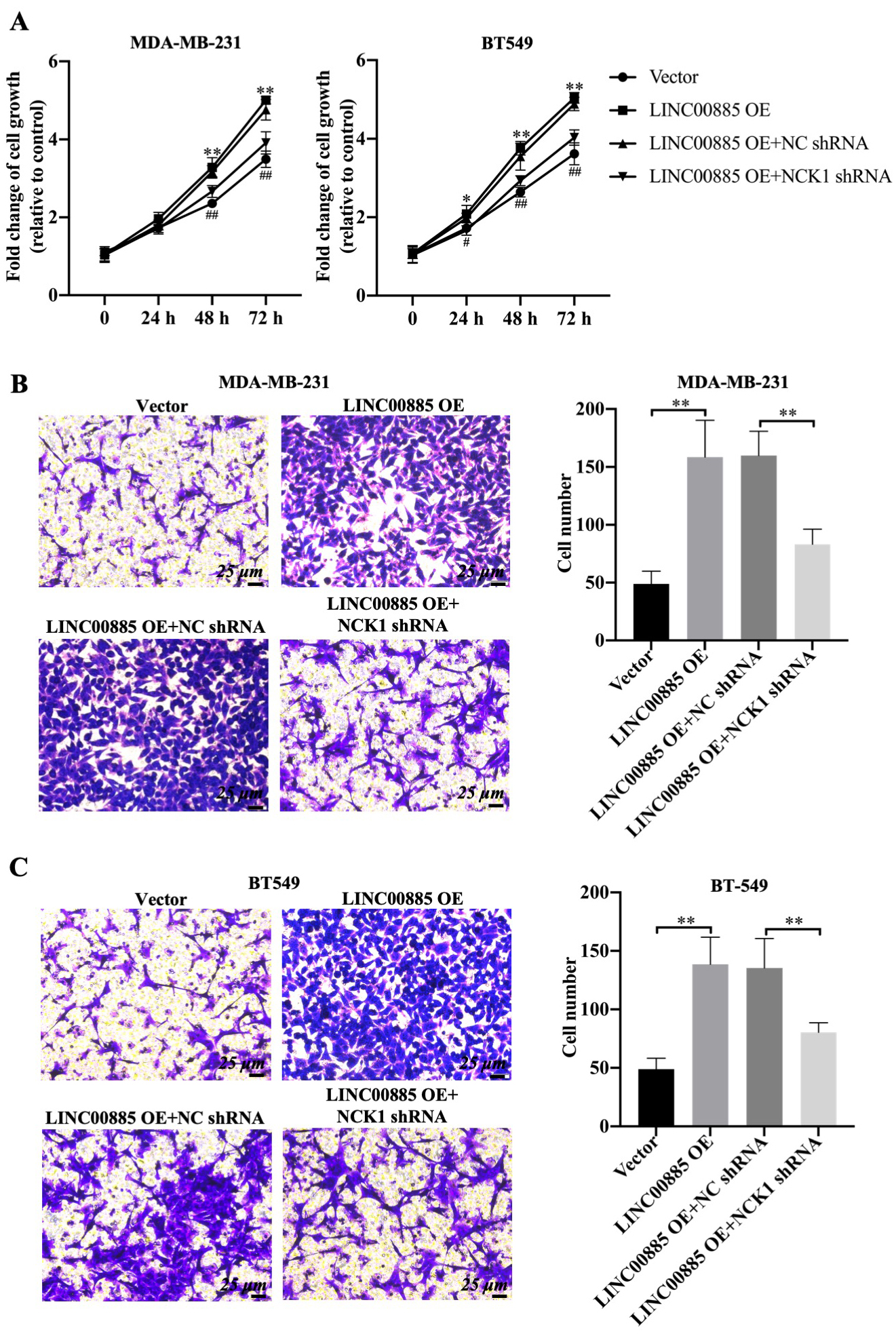 Effects of NCK1 on the migration of LINC00885-mediated triple-negative breast cancer cells. MDA-MB-231 and BT549 cells were transfected with pcDNA3.1, LINC00885-overexpression plasmid, pcDNA3.1-LINC00885 + NC-shRNA and pcDNA3.1-LINC00885 + shRNA-NCK1. (A) Cell growth of MDA-MB-231 cells and BT549 cells as measured using the Cell Counting Kit-8 assay. (B) MDA-MB-231 and (C) BT549 cell migration was assessed using the Transwell assay. The relative quantification of migrated cells is illustrated in the right panel (scale bar, 25 μm). * P< 0.05 and ** P< 0.01. NCK1, noncatalytic region of tyrosine kinase 1; NC, negative control; pcDNA3.1, plasmid NC; si-RNA, small interfering RNA; pcDNA3.1-LINC00885, LINC00885-overexpression plasmid; siRNA-LINC00885, siRNA targeting LINC00885.