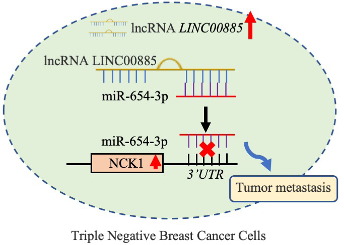 Schematic diagram of the mechanism. LINC00885 upregulated NCK1 expression by sponging miR-654-3p in TNBC cell lines, thereby promoting cancer progression.