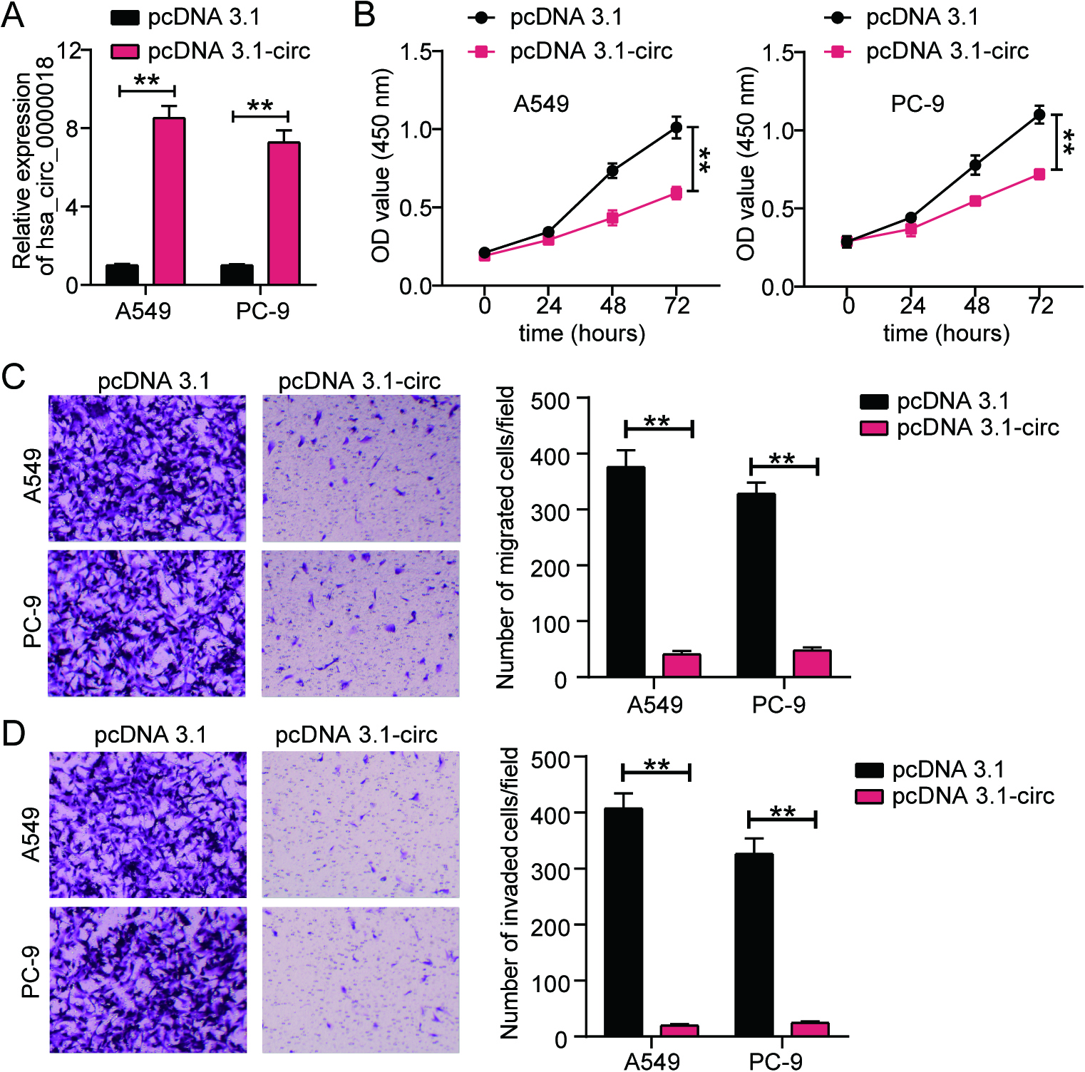 Hsa_circ_0000018 overexpression inhibits LA progression in vitro. (A) The transfection efficiency of pcDNA 3.1-circ was verified in LA cell lines (A549 and PC-9) using qRT-PCR. (B) The effect of pcDNA 3.1-circ transfection on cell proliferation was assessed using the CCK8 assay in LA cells. (C-D) The migration and invasion abilities of LA cells were evaluated using Transwell assays after transfection with pcDNA 3.1-circ to determine the effect of hsa_circ_0000018 on cell migration (C) and invasion (D). **P < 0.01.