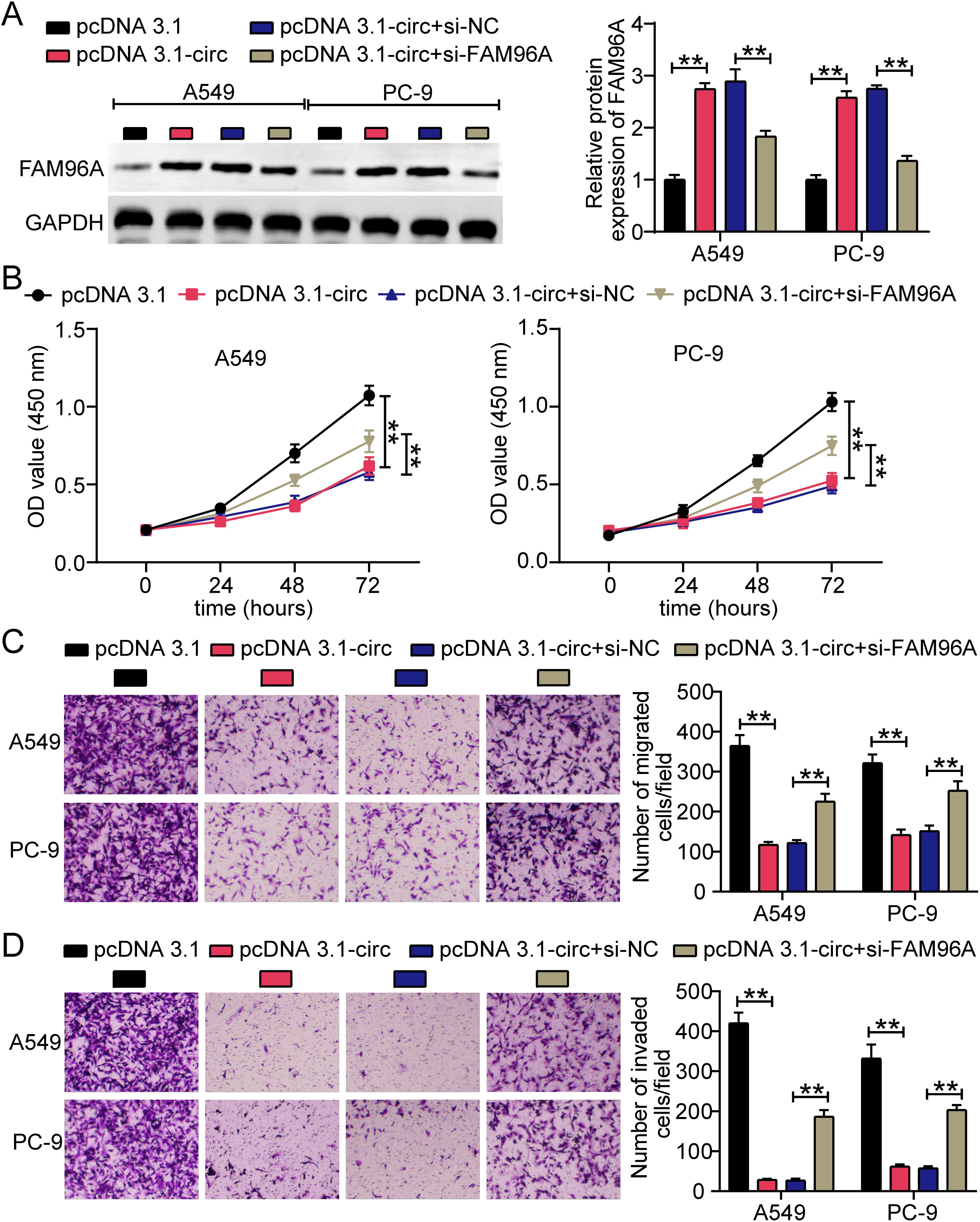 FAM96A knockdown rescued the inhibitory effect of hsa_circ_0000018 overexpression on LA cells. (A) Western blotting was conducted to verify the expression of FAM96A protein in transfected A549 and PC-9 cells. (B) The cell proliferation ability of transfected A549 and PC-9 cells was evaluated using CCK8 assay. (C-D) The cell migration (C) and invasion (D) abilities of transfected A549 and PC-9 cells were identified using transwell assays. pcDNA 3.1-circ, hsa_circ_0000018 overexpression vector. si-NC, negative control siRNA. si-FAM96A, siRNA targeting FAM96A. **P < 0.01.