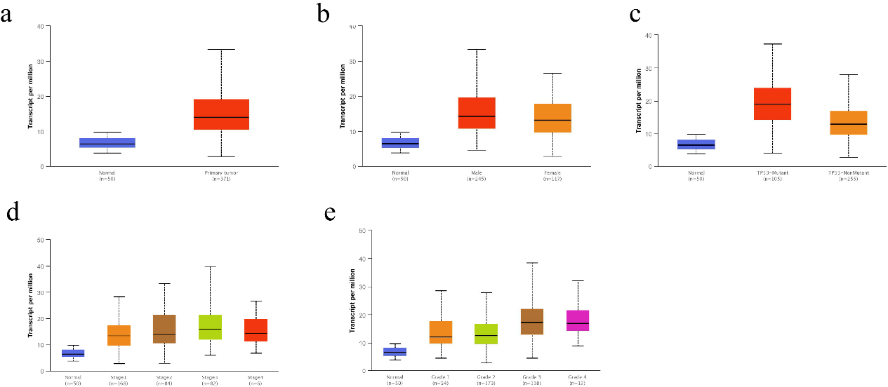 Correlation of CMSS1 transcript levels with clinicopathological features in patients with LIHC. (a) The Box-plot showed the relative expression of CMSS1 in normal and LIHC tissues. (b) The Box-plot showed the expression of CMSS1 in LIHC patients of different genders. (c) The Box-plot showed the relative expression of CMSS1 in normal or LIHC tissues with different TP53 mutation status. (d) The Box-plot showed the expression of CMSS1 in different stages of LIHC. (e) The Box-plot showed the relative expression of CMSS1 in LIHC tissues of different histological grades. Data are mean ± SE. *, P< 0.05; **, P< 0.01; ***, P< 0.001.