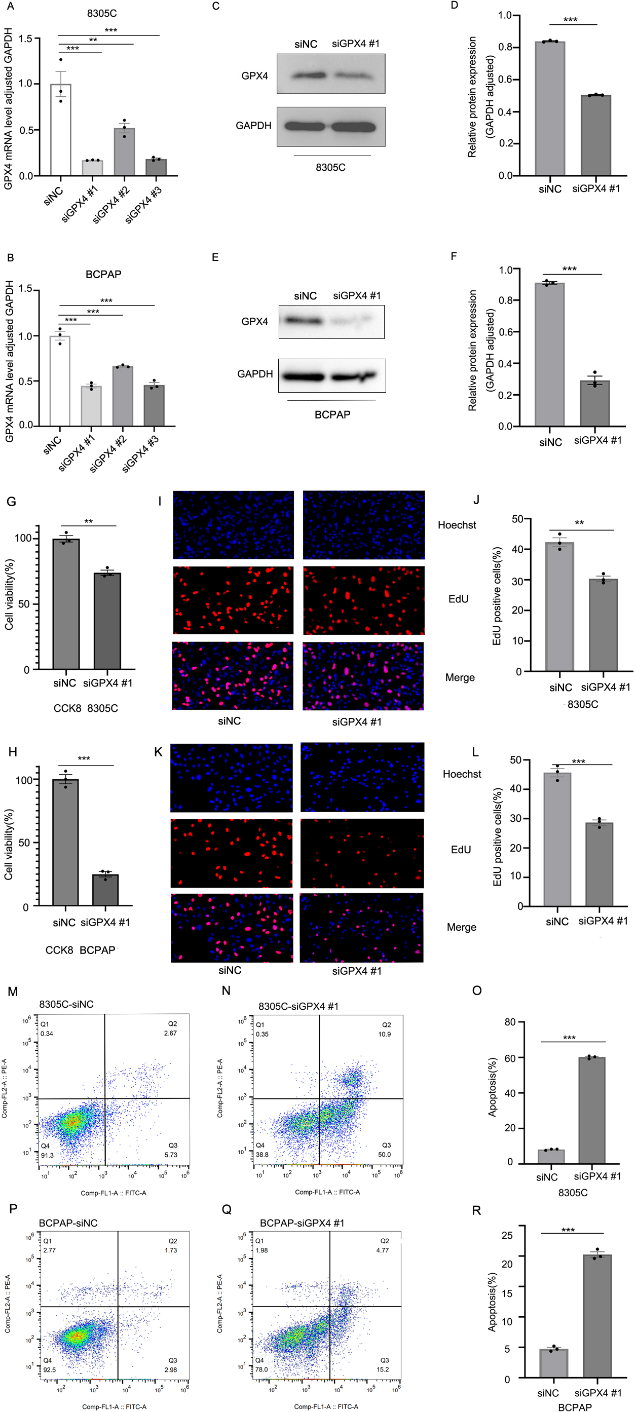 Knockdown of GPX4 expression suppresses the cell proliferation and induces apoptosis in TC cells. The expression of GPX4 mRNA and protein was detected in both 8305C and BCPAP cells transfected with GPX4 siRNAs (siGPX4) or negative control siRNA (siNC) using RT-qPCR (A, B) and western blot analysis (C-F), respectively. Data are represented as mean ± SD from three independent experiments (**P < 0.01 and ***P < 0.001). (G, H) The cell proliferation was determined in 8305C and BCPAP cells transfected with siGPX4 or siNC using CCK-8 assays. Data are represented as mean ± SD from three independent experiments (**P < 0.01 and ***P < 0.001). (H-L) The EdU assays were used to calculate the cell proliferation in 8305C and BCPAP cells transfected with siGPX4 or siNC. Data are represented as mean ± SD from three independent experiments (**P < 0.01 and ***P < 0.001). (M-R) The flow-cytometry-based apoptosis assay was performed in 8305C and BCPAP cells transfected with siGPX4 or siNC. Data are represented as mean ± SD from three independent experiments (***P < 0.001).