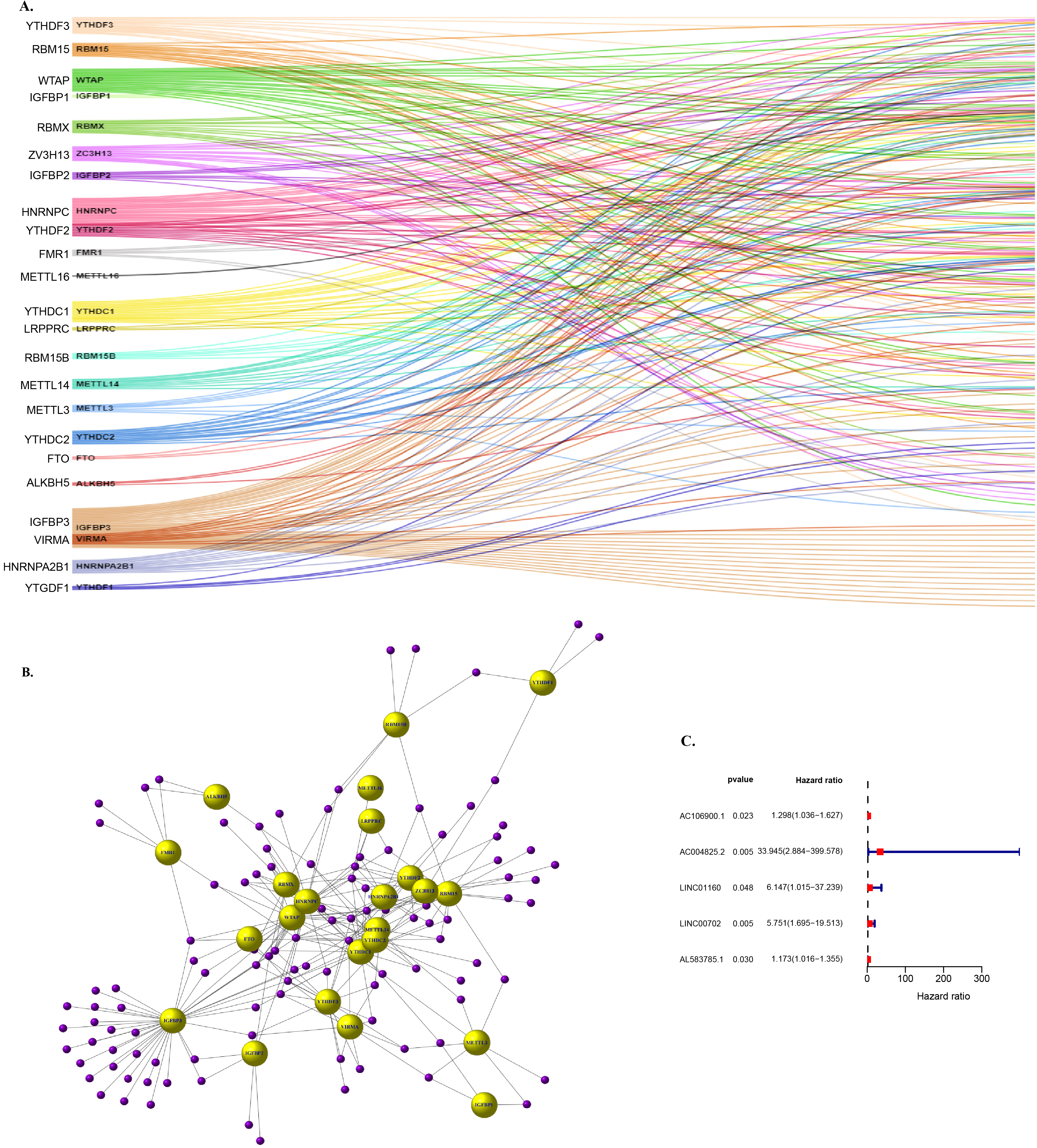 Screening and determination of target lncRNAs. (A) Sankey relational diagram for 23 m6A genes and m6A-related lncRNAs (B) Co-expression network diagram of 23 m6 A genes and m6A-related lncRNAs (C) Five lncRNAs were obtained by univariate Cox regression analysis.