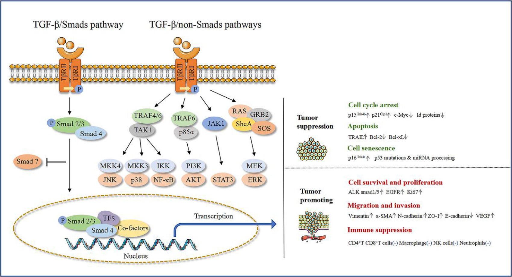 The double role of TGF-β signaling in OSCC development. Figure note: TGF-β signaling pathway can be activated through typical and non-typical TGF-β signaling pathway. TGF-β plays a double role on the development of oral squamous cell carcinoma. TGF-β can inhibit the proliferation of OSCC cells and inhibit tumor occurrence by interfering with cell cycle, mediating cell apoptosis and cellular senescence effects, etc. TGF-β also can promote the development of OSCC by promoting cell survival and proliferation, promoting cell migration and invasion, and participating in immune escape, etc. The figure is created by Adobe AI software.