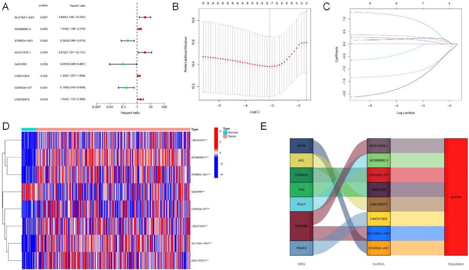 NRLs prognostic gene set establishment. (A) Forest map showing prognostic signatures. 8 OS-related signatures among OSCC cases were screened through univariate Cox proportional hazards regression (P< 0.05). (B) 10-fold cross-validation. (C) Changes in different gene coefficients. (D) Calorigram of NRLs expression in 330 OSCC tissues and normal tissues. (E) Sankey diagram showing the regulatory relationship and connection degree of NRLs with NRGs.