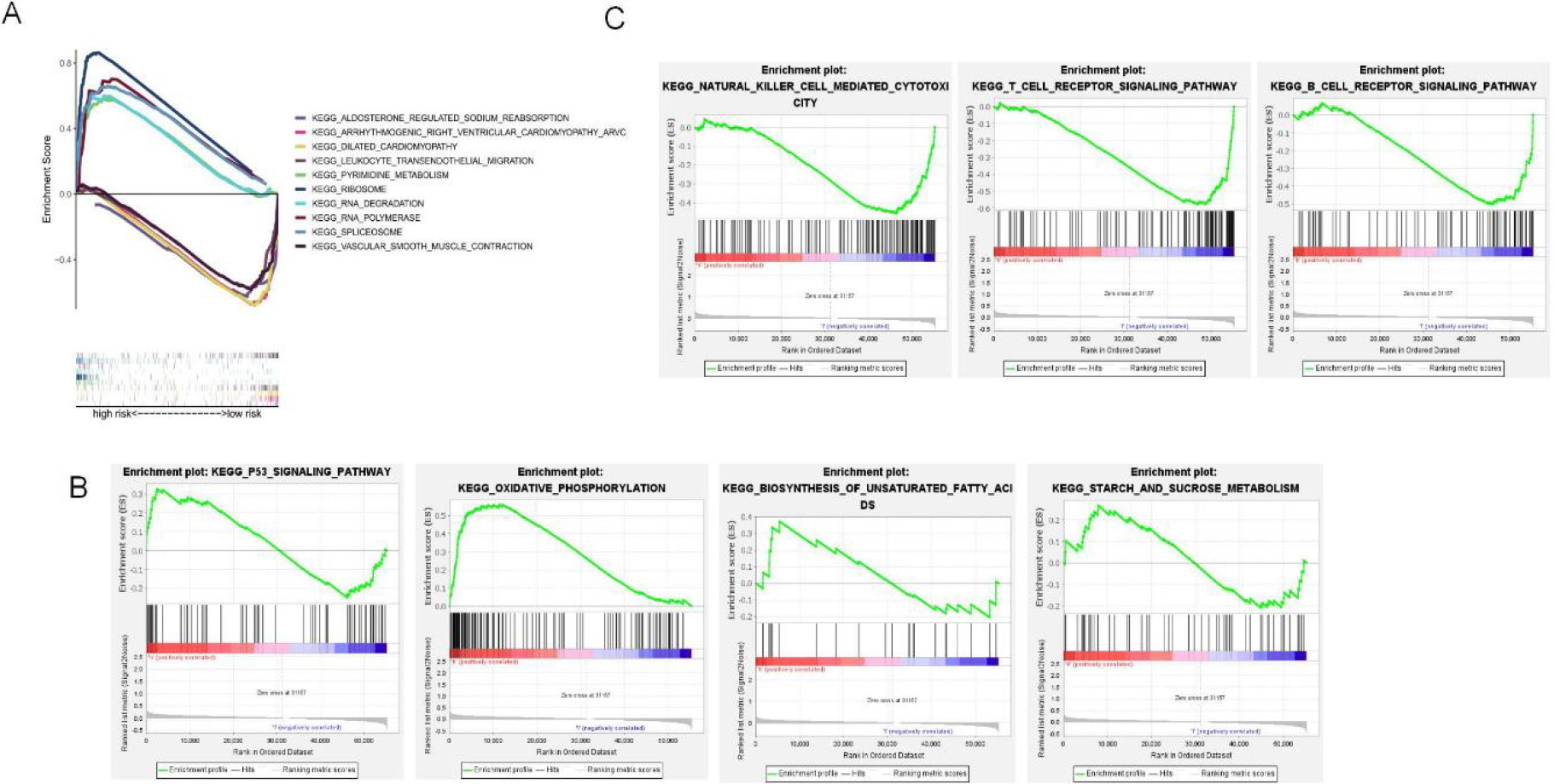 5-GSEA pathway enrichment analysis of NRLs. (A) The top 5 enriched pathways for both risk groups (B) Enriched pathways for the high-risk group. (C) Enriched pathways for the low-risk group.