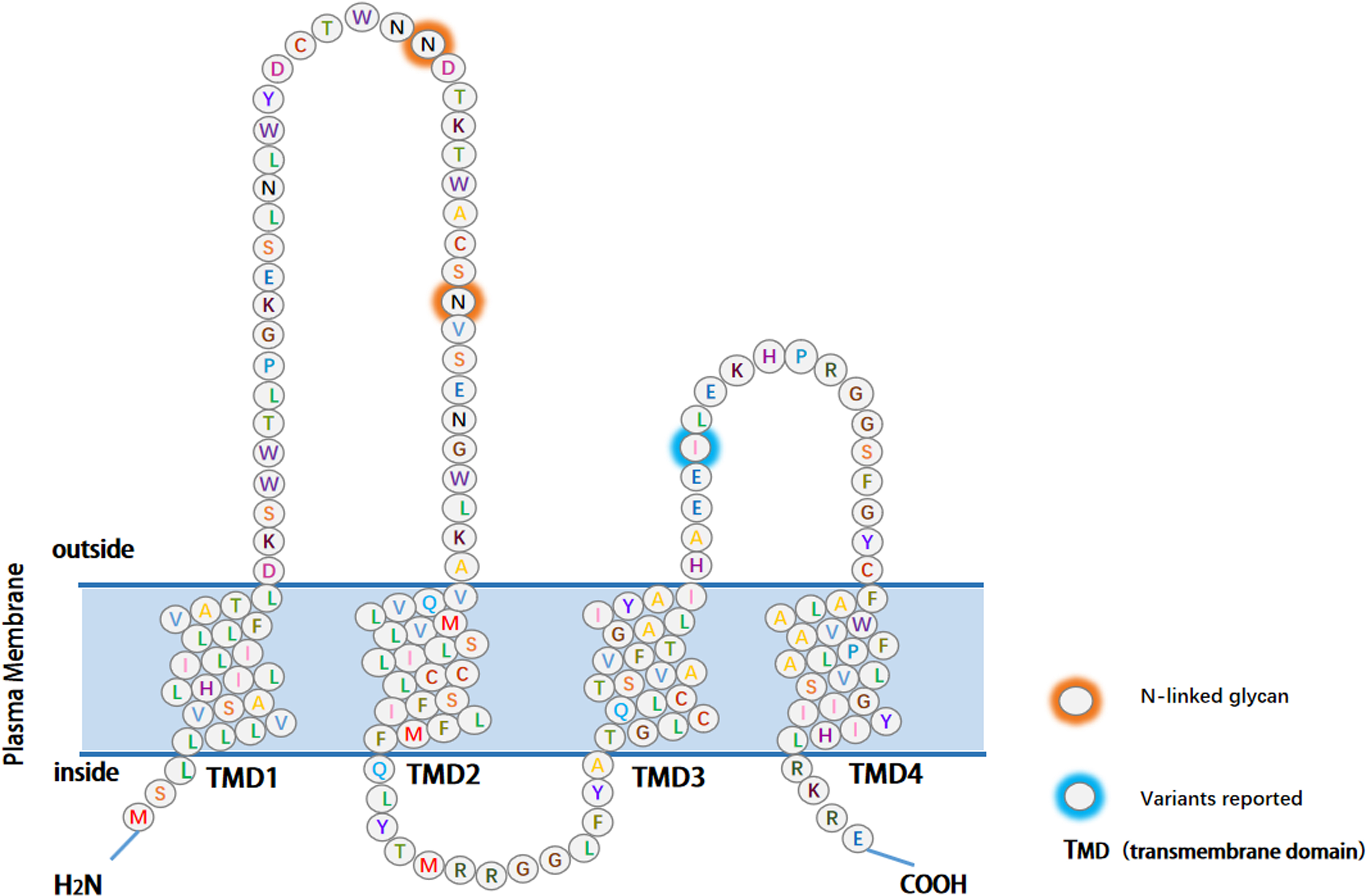 The structure of EMP3. The main part of EMP3 consists of four hydrophobic transmembrane structural domains, each containing 21 amino acids. The extracellular domain (ECD) consists of 41 and 18 amino acids, and the three intracellular domains consist of short cytoplasmic N- and C-terminal tails and a 13-amino acid loop. The reported variants and glycosylation modification sites have been color-coded.