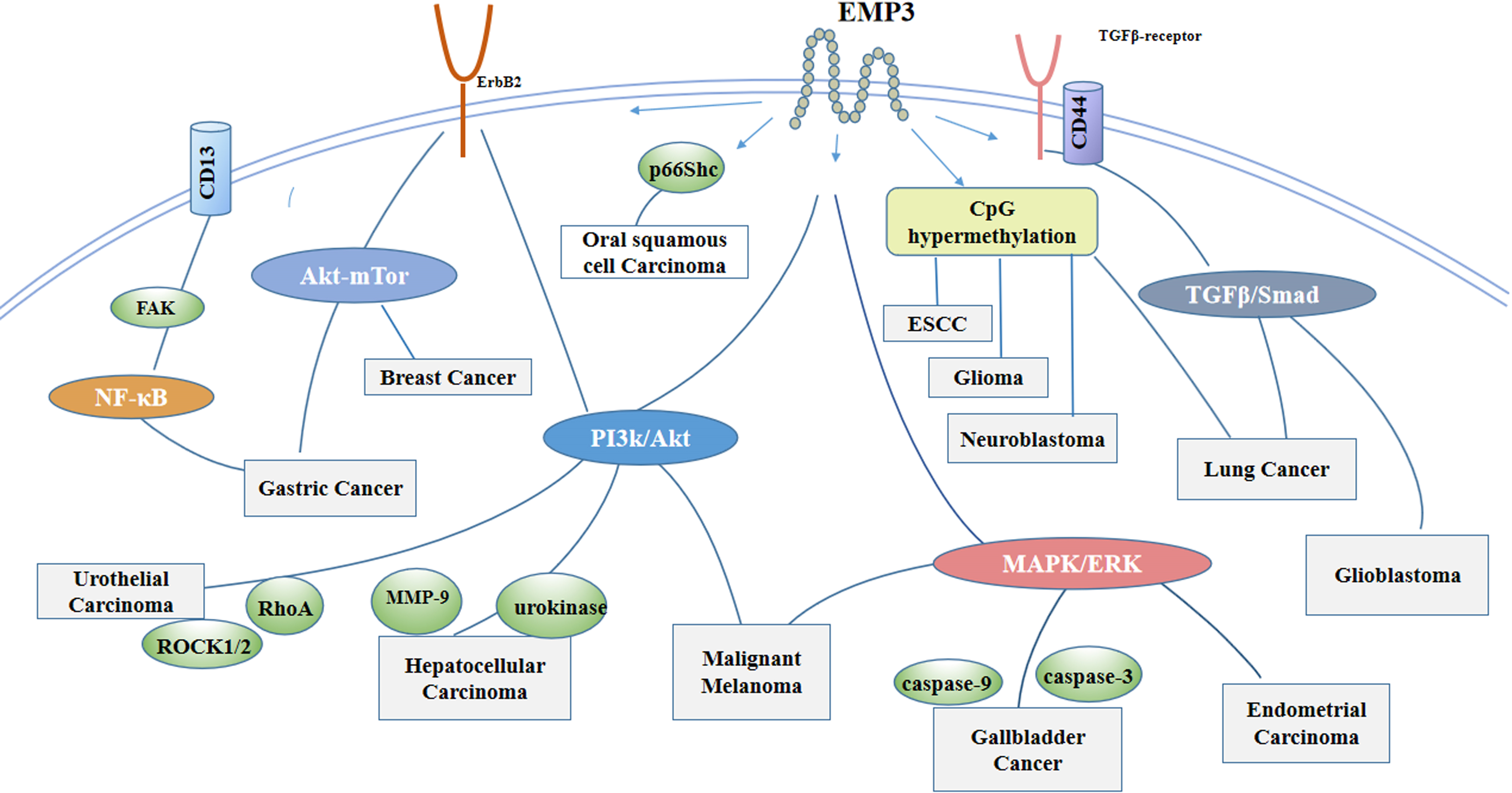 As a transmembrane protein, EMP3 is involved in signal transduction in cells. EMP3 activates the PI3K/Akt pathway and increases MMP, urokinase , RhoA and ROCK1/2 activities in hepatocellular carcinoma and uroepithelial carcinoma. EMP3 affects cell proliferation in endometrial and gallbladder cancers through regulation of the MAPK pathway, and in lung cancer and Glioblastoma through the EMP3/TGFβ/Smad regulatory axis. CD13 is a much-studied cancer-related aminopeptidase with high expression in a variety of malignant tumors, and aberrant expression of CD13 is a candidate for poor prognosis. Gastric cancer is associated with the CD13/EMP3/Akt/NF-κB-regulatory axis. In Gastric Cancer, Malignant Melanoma, Lung Cancer, EMP3 may act through more than one signaling pathway. In addition, EMP may regulate cancer cell proliferation through CpG island methylation and p66Shc.