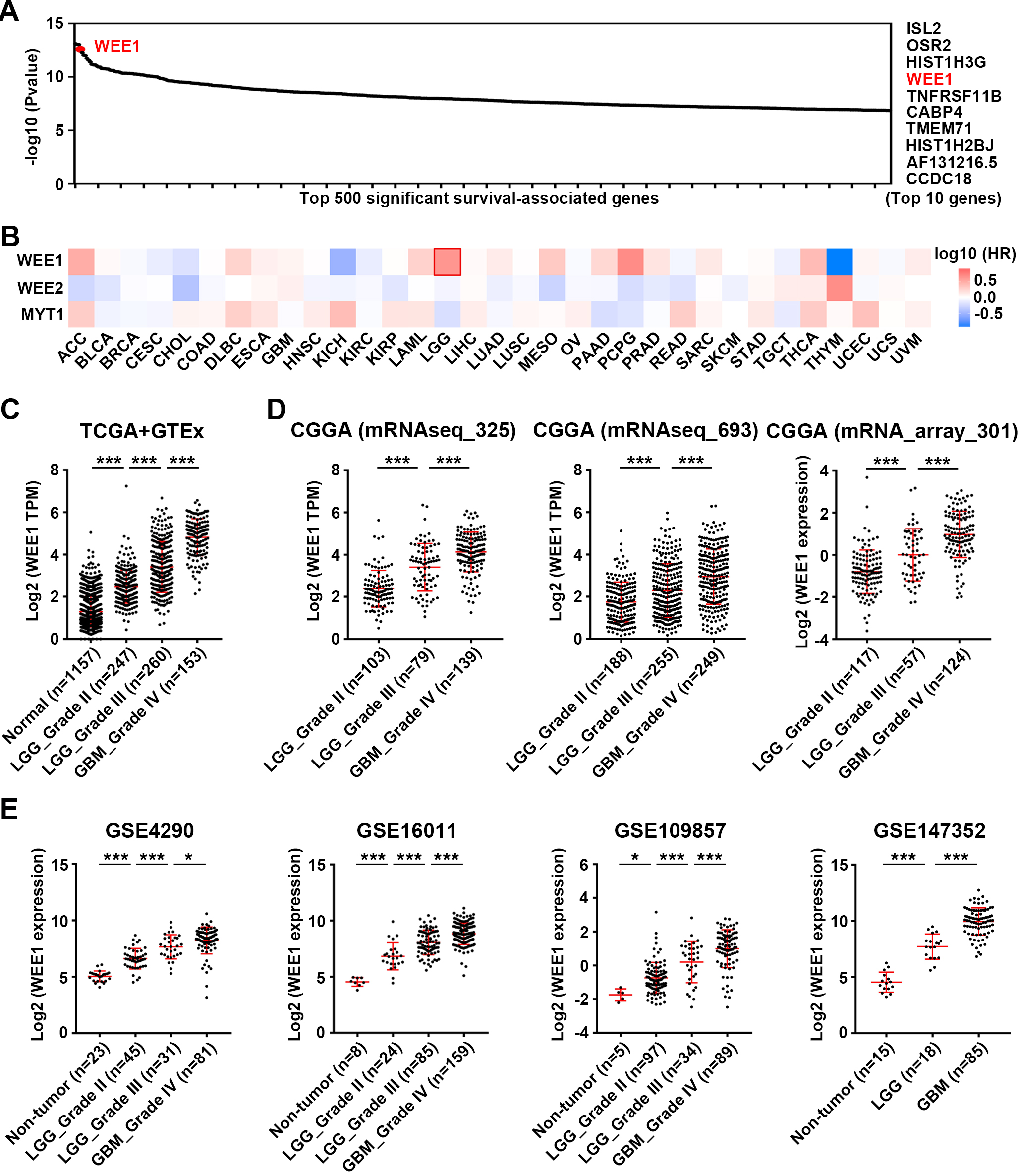 Analysis of WEE1 expression in gliomas and its correlation with patient prognosis in multiple cancer types. (A) Analysis of top 500 significant survival-associated genes in LGG from TCGA database. (B) Pan-cancer survival analysis of WEE1 family members in TCGA database. Mantel-Cox test was performed. (C) The expression of WEE1 in two types of gliomas (LGG and GBM) and normal brain tissue in TCGA and GTEx database. (D–E) WEE1 expression in LGG and GBM from three datasets of CGGA database (D) and four datasets of GEO database (E). Data are shown as mean ± SEM and unpaired Student’s t-test was carried out to detect significance (C–E). *P <  0.05;  ***P < 0.001.