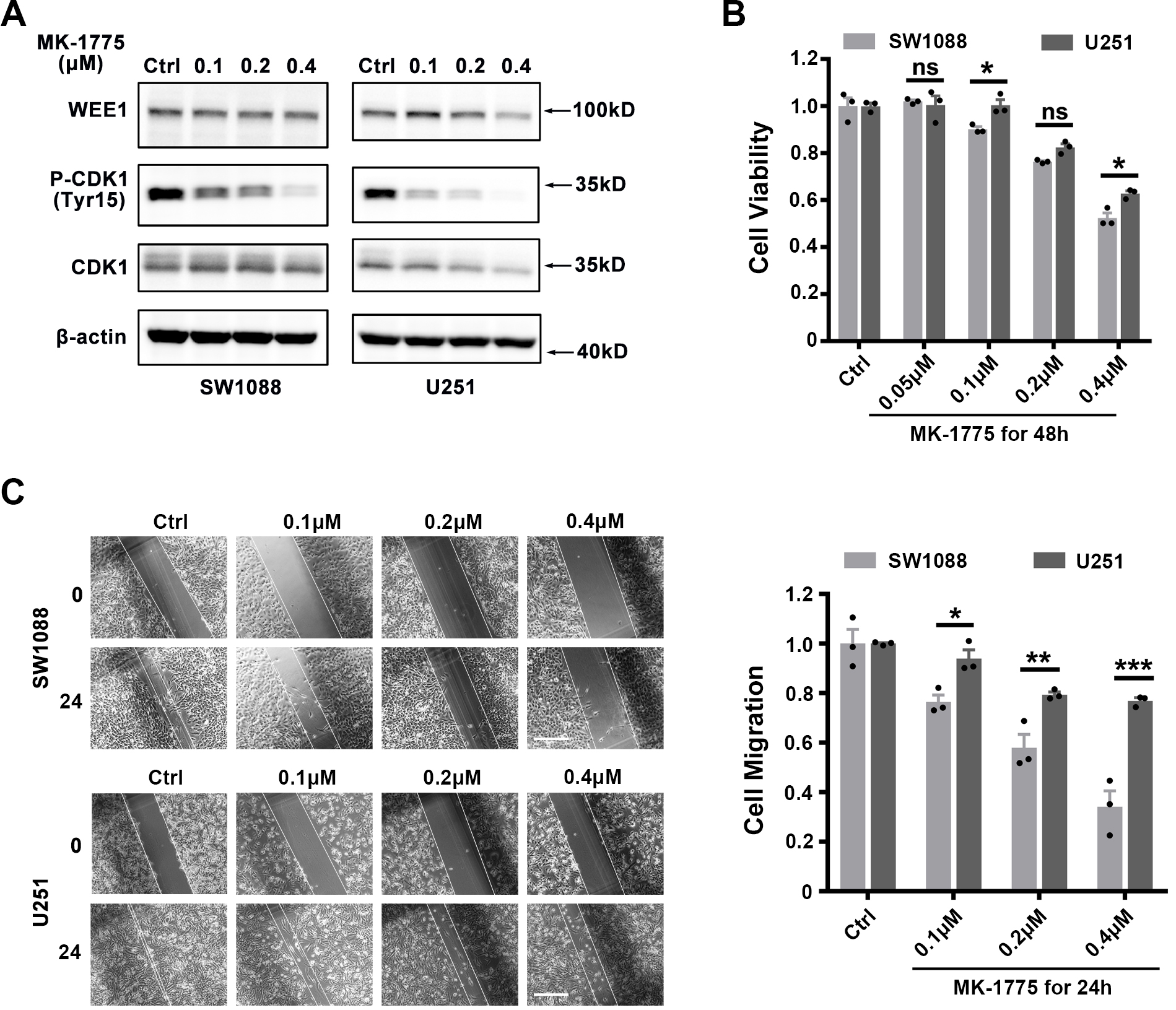 Analysis of the effects of WEE1 inhibition on proliferation and migration of LGG and GBM cell lines. (A) Confirm the effect of WEE1 inhibitor MK-1775 on WEE1/CDK1 signaling pathway. SW1088 and U251 cell lines were treated with 0.1, 0.2 and 0.4 μM MK-1775 for 36h, respectively, and then subjected to western blotting. β-actin was used as an internal control. (B) Confirm the effect of WEE1 inhibitor MK-1775 on the proliferation of LGG and GBM cell lines. SW1088 and U251 cells were treated with 0.05, 0.1, 0.2 and 0.4 μM MK-1775 for 48h, respectively, and then subjected to CCK-8 assay. (C) Confirm the effect of WEE1 inhibitor MK-1775 on the proliferation of LGG and GBM cell lines by wound healing assay. SW1088 and U251 cells were treated with 0.1, 0.2 and 0.4 μM MK-1775 for 24h after scratch, and then the distance the cells migrated was measured. Scale bar, 200 μm. Ctrl, control.