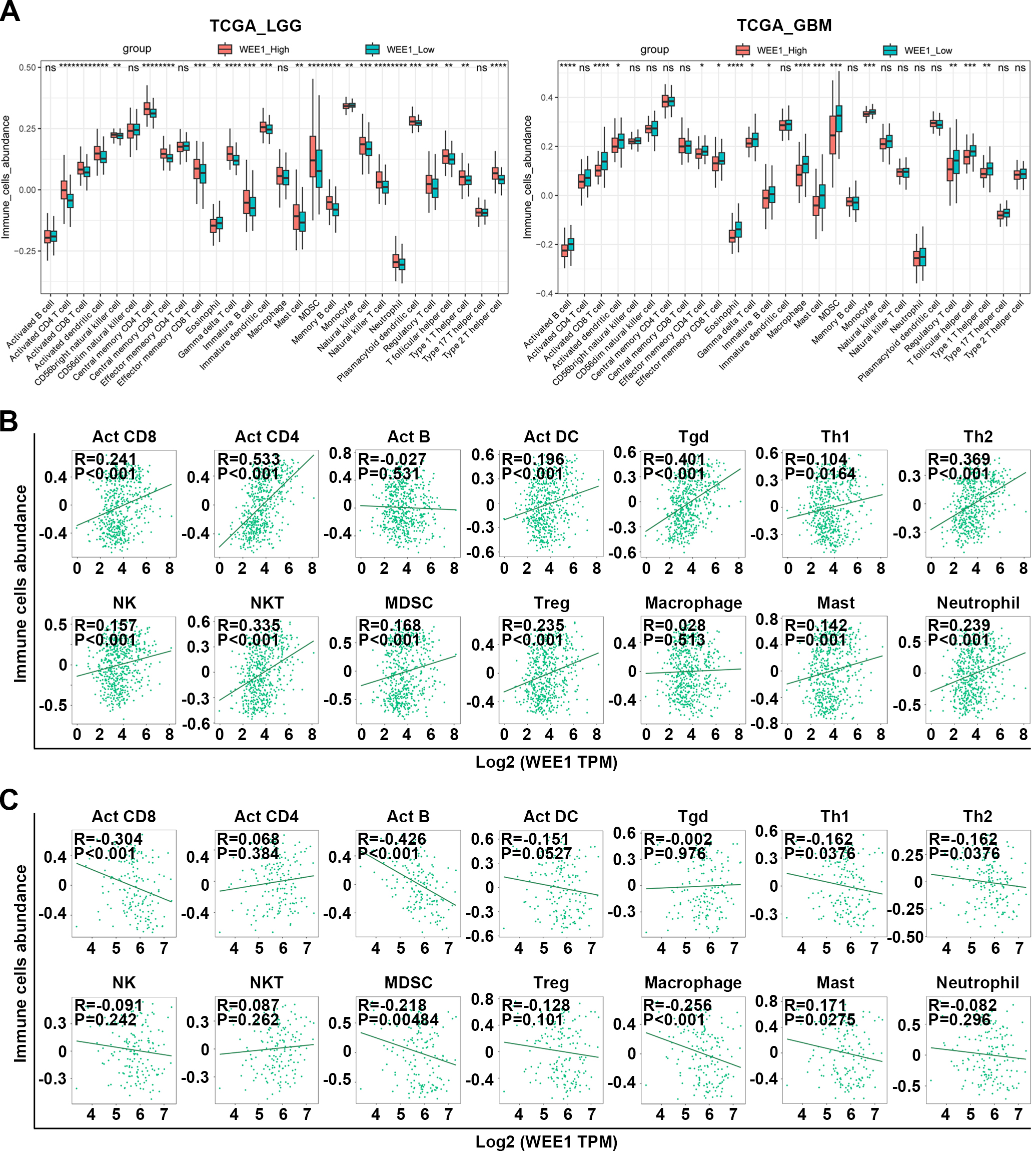 Analysis of WEE1 expression in LGG and GBM in correlation with immune infiltration. (A) Comparison of the infiltration of 28 kinds of immune cells between high and low WEE1 expression subpopulations in TCGA_LGG and TCGA_GBM databases. (B–C) The correlation between the expression of WEE1 and the abundance of immune cells in LGG (B) and GBM (C) from TCGA database. Act CD4, Activated CD4 T cell; Act CD8, Activated CD8 T cell; Act B, Activated B cell; Tgd, Gamma delta T cell; Th1, Type 1 T helper cell; Act DC, Activated dendritic cell; Th2, Type 2 T helper cell; NK, Natural killer cell; MDSC, myeloid-derived suppressor cell; NKT, Natural killer T cell; Treg, Regulatory T cell; Tcm CD8, Central memory CD8 T cell; Tem CD8, Central memory CD8 T cell; Tcm CD4, Central memory CD4 T cell; Tem CD4, Central memory CD4 T cell; Tfh, T follicular helper cell; Th17, Type 17 T helper cell; CD56bright, CD56bright natural killer cell; CD56dim, CD56dim natural killer cell; Mem B, Memory B cell; pDC, Plasmacytoid dendritic cell; iDC, Immature dendritic cell. ns, no significance; *P < 0.05; **P < 0.01; ***P < 0.001; ****P < 0.001.